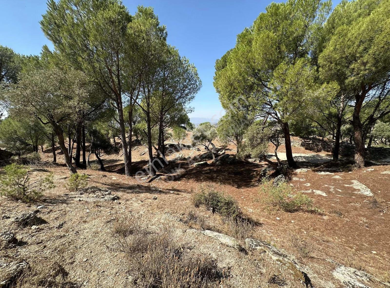 Muğla/milas/çamlıyurt/dikmen'de Fıstık Çamlı Zeytinlik - Görsel 2