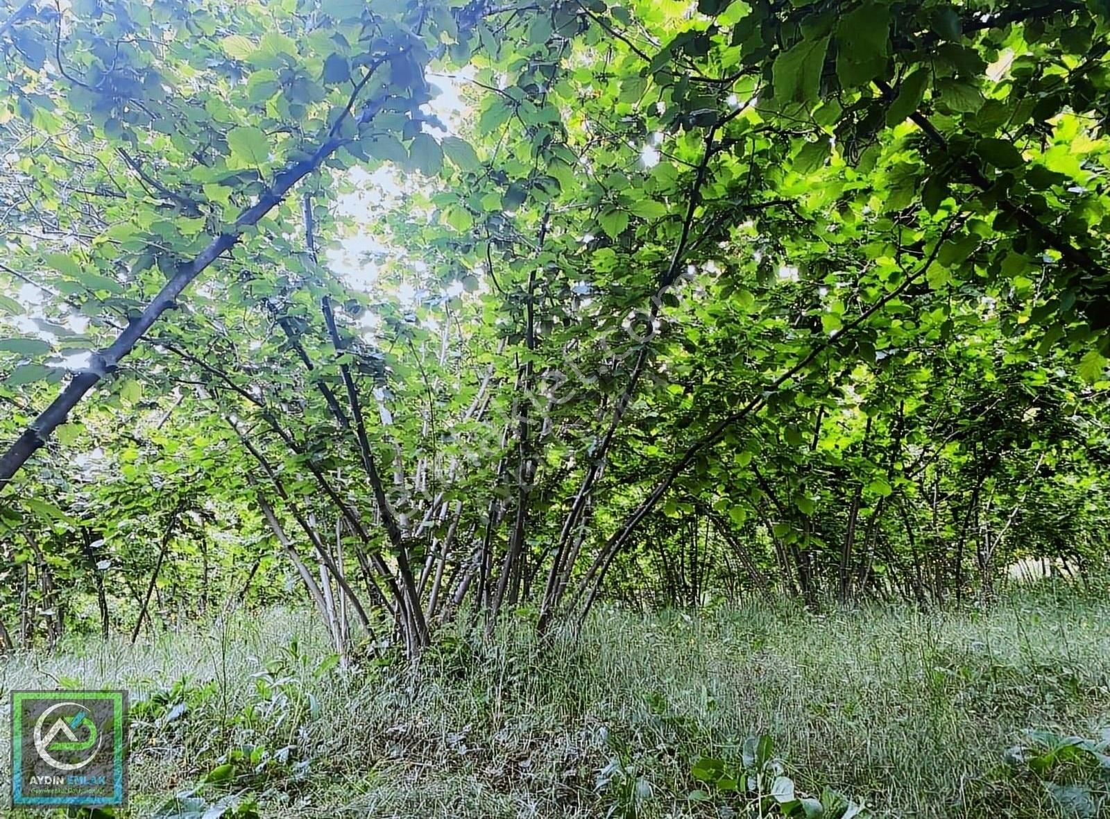 Aydın Emlak'tan Satılık Yatırımlık Baraja Yakın Fındık Ba - Görsel 6