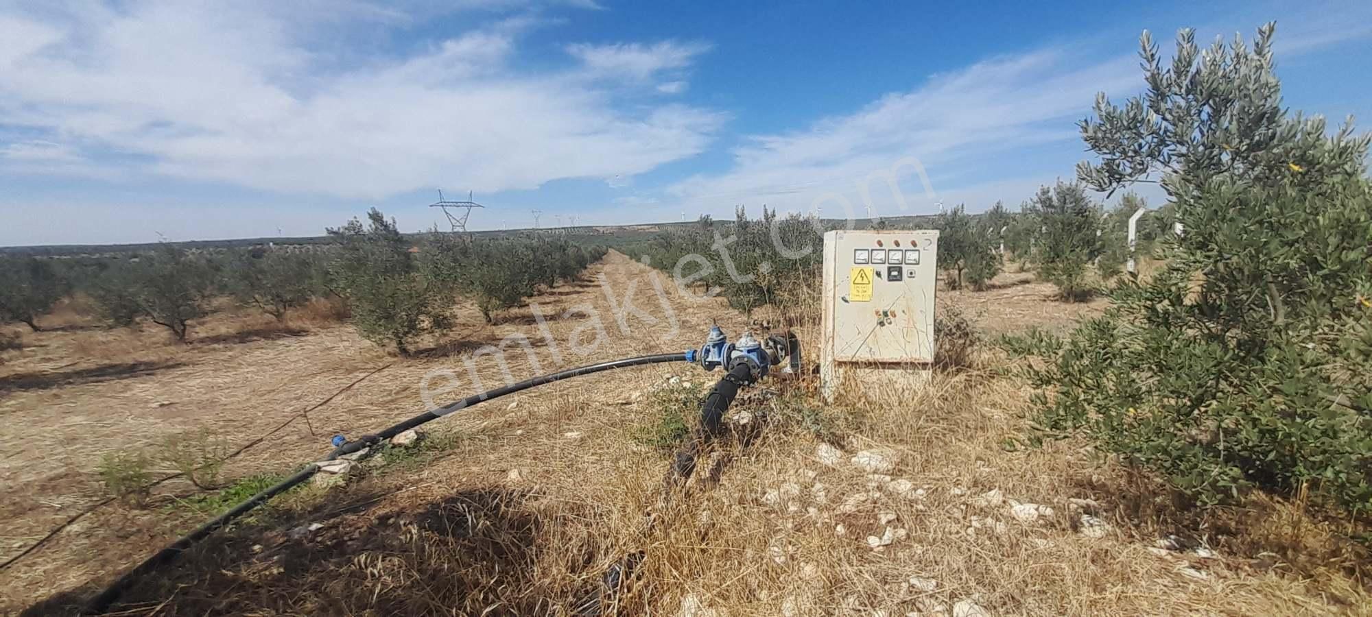 Dıdım Akyenıköy Kırıkıçı Mevkı Satılık Bakımlı Zeytınlık ''elektrık Su Var!'' - Görsel 10