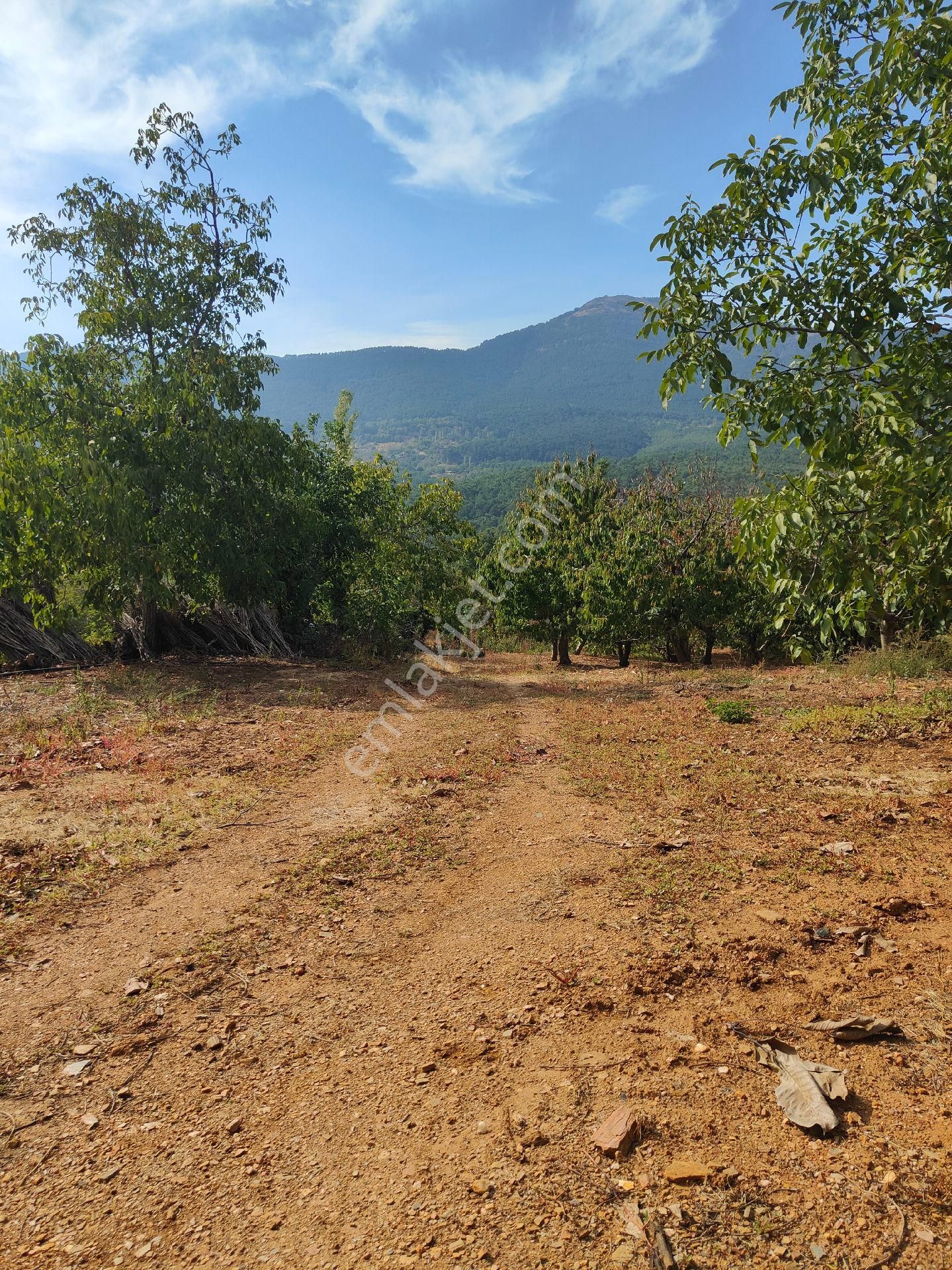Bayındır Gayrimenkul - Satılık Kiraz Bagcesi - Görsel 16