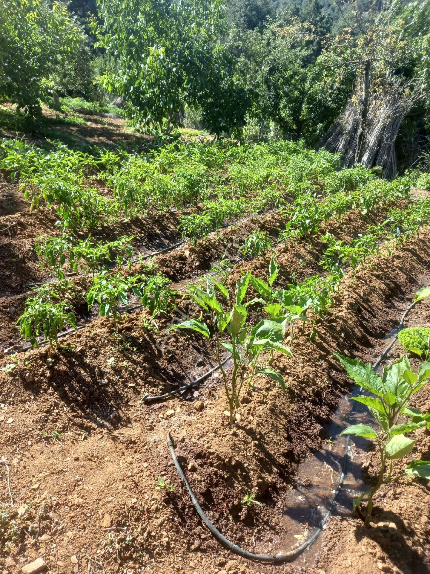 Bayındır Gayrimenkul - Satılık Kiraz Bagcesi - Görsel 35