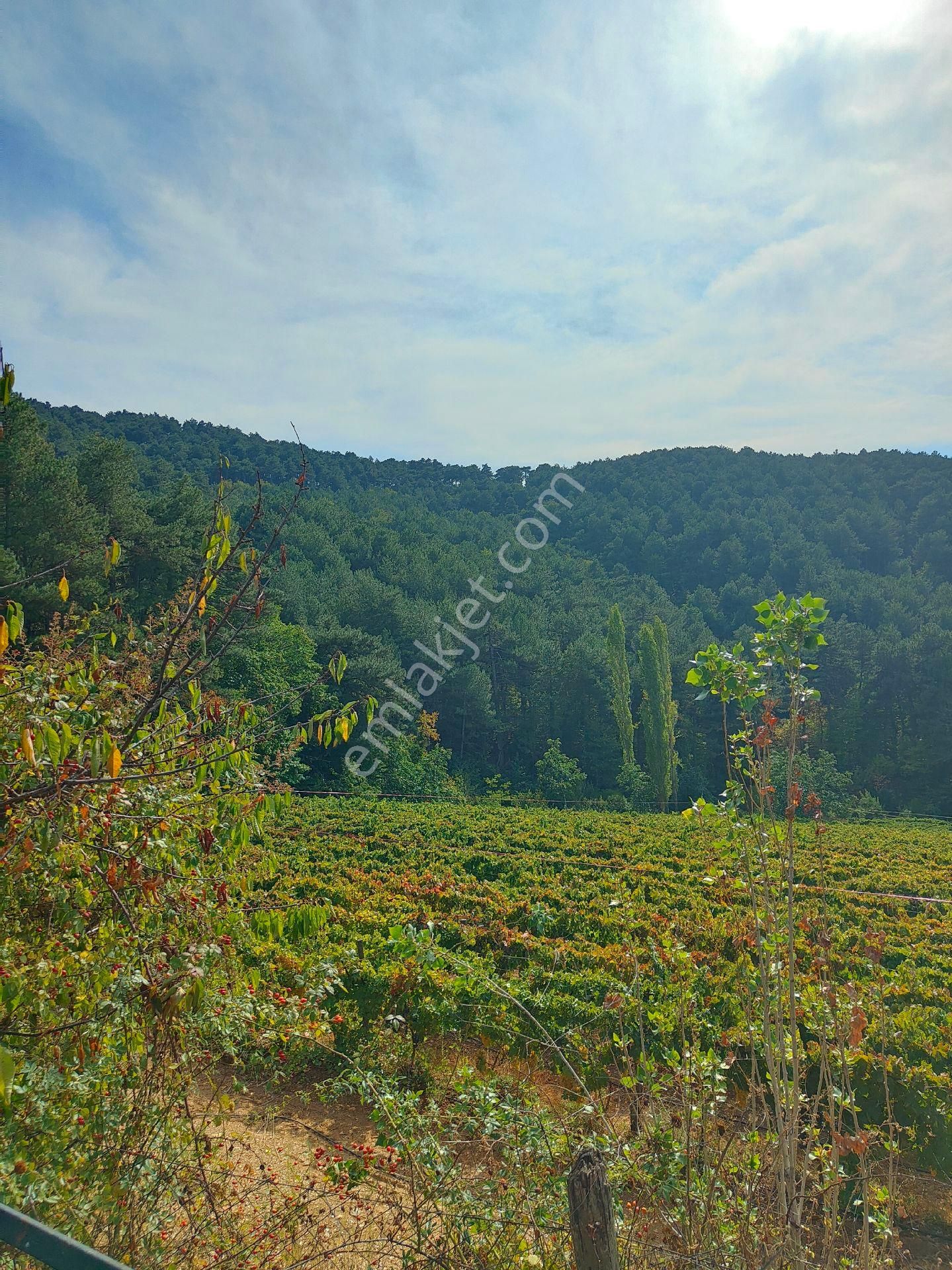 Bayındır Gayrimenkul - Satılık Kiraz Bagcesi - Görsel 3