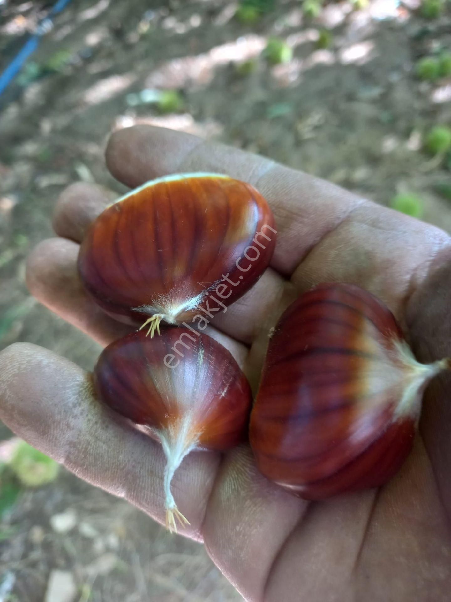 Bayındır Gayrimenkul - Satılık Kiraz Bagcesi - Görsel 31