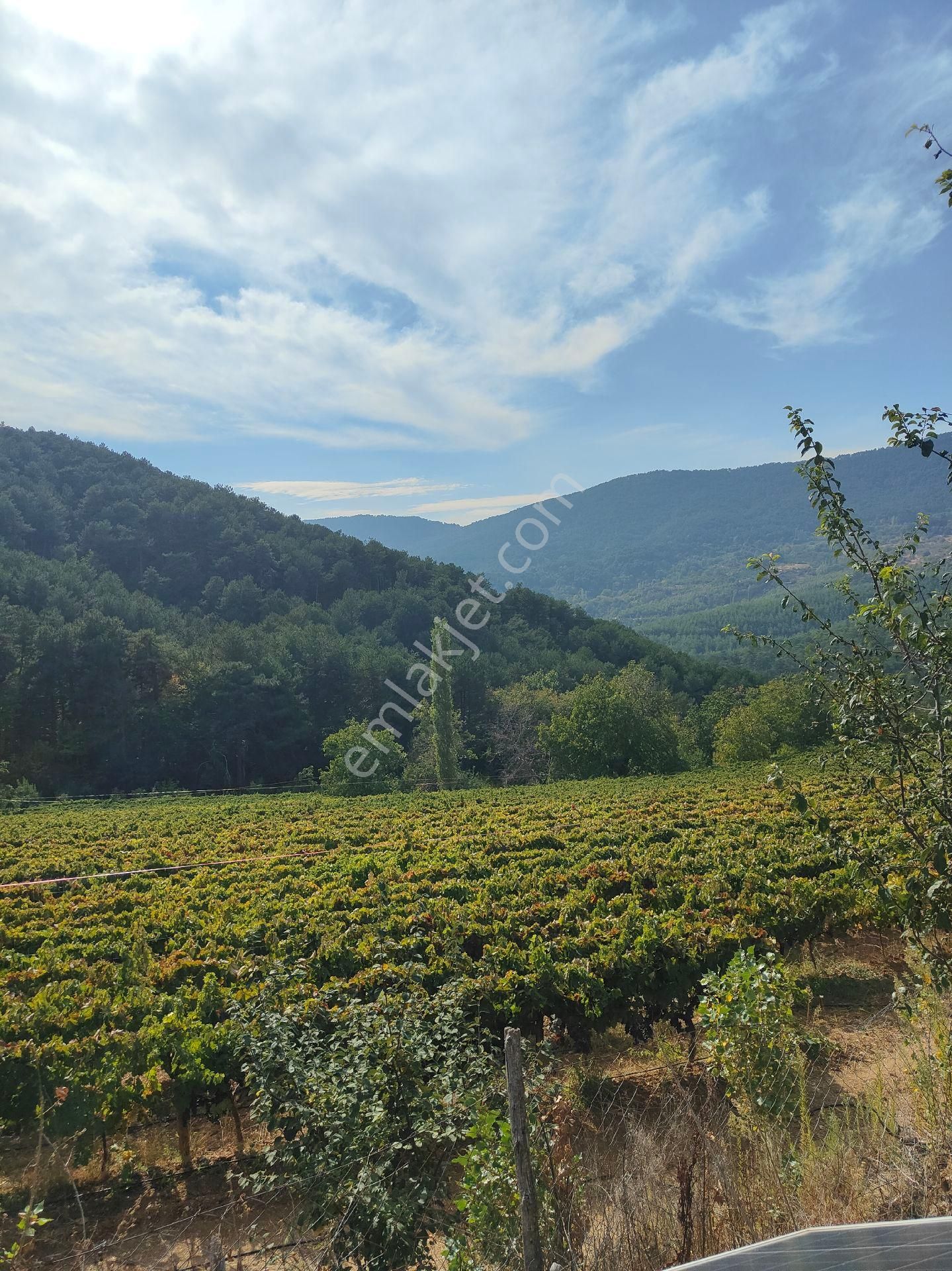 Bayındır Gayrimenkul - Satılık Kiraz Bagcesi - Görsel 2
