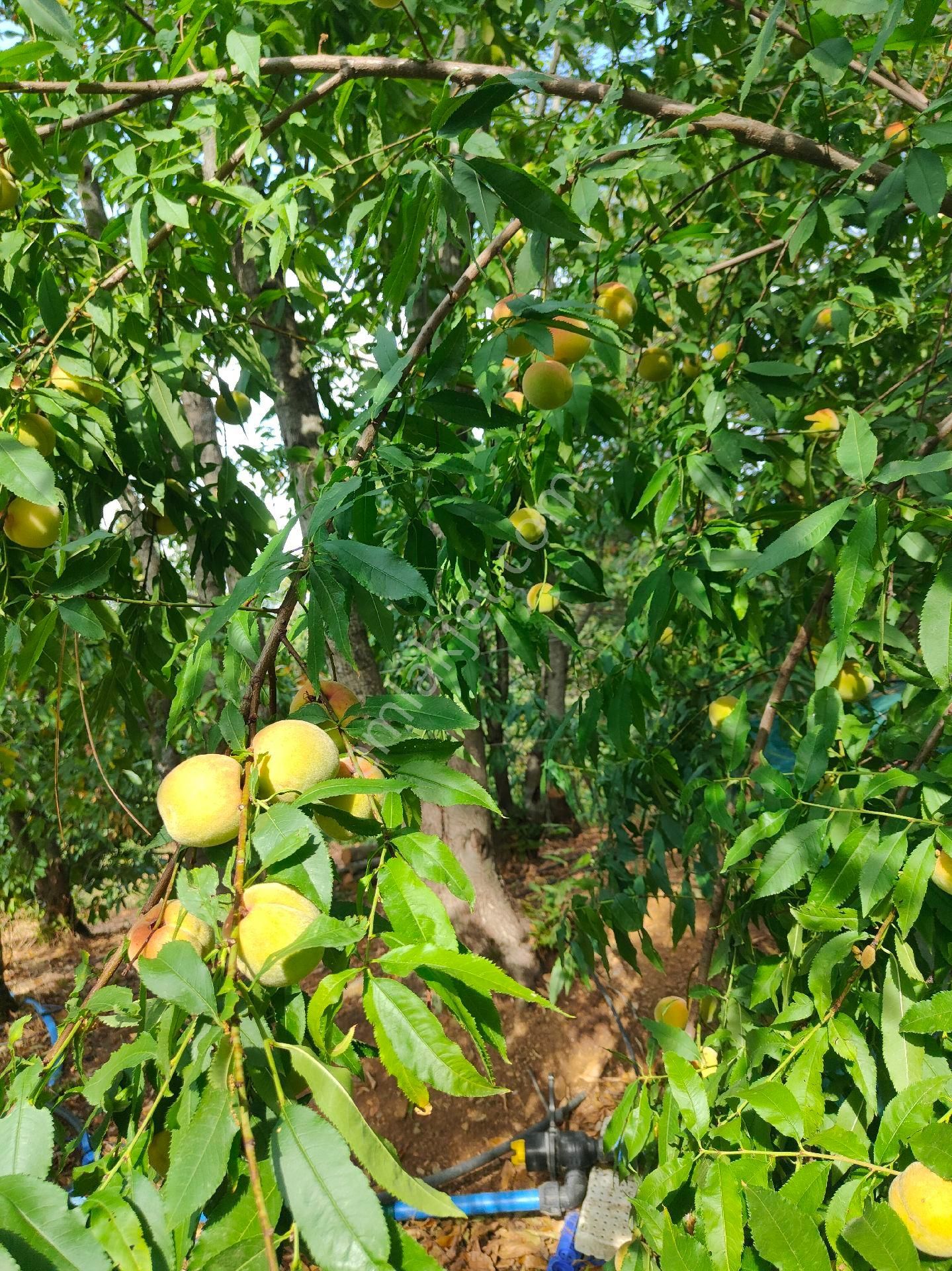 Bayındır Gayrimenkul - Satılık Kiraz Bagcesi - Görsel 26