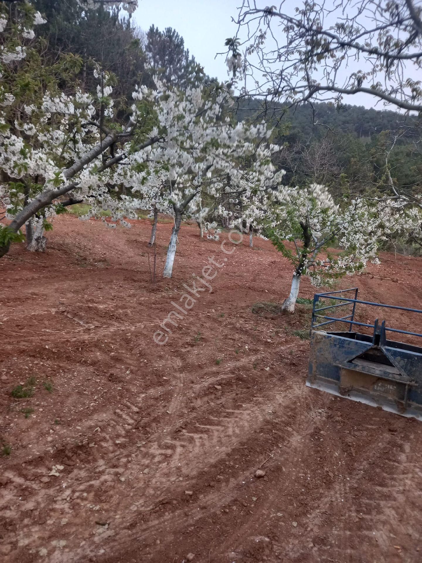 Bayındır Gayrimenkul - Satılık Kiraz Bagcesi - Görsel 33