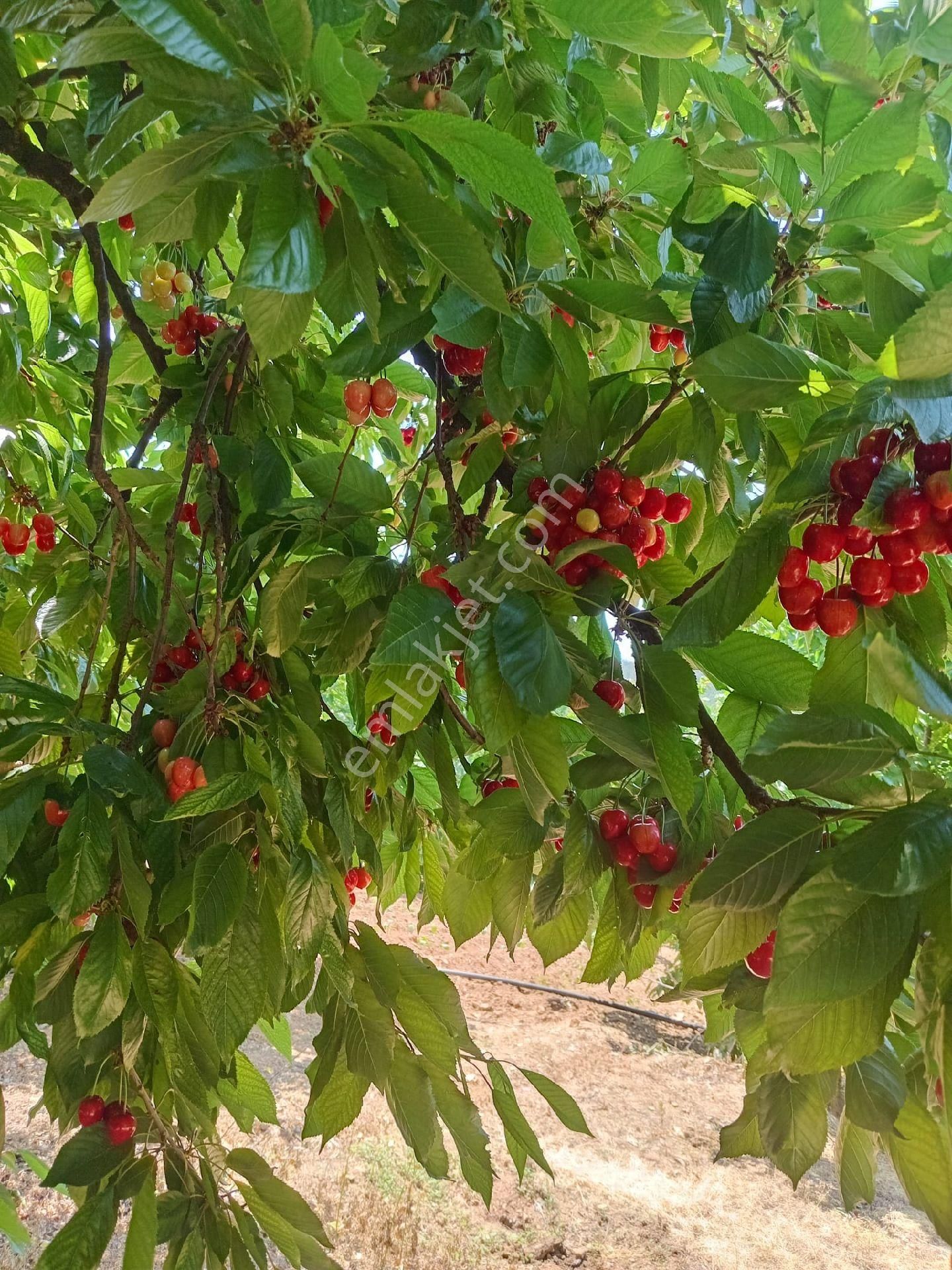 Bayındır Gayrimenkul - Satılık Kiraz Bagcesi - Görsel 34