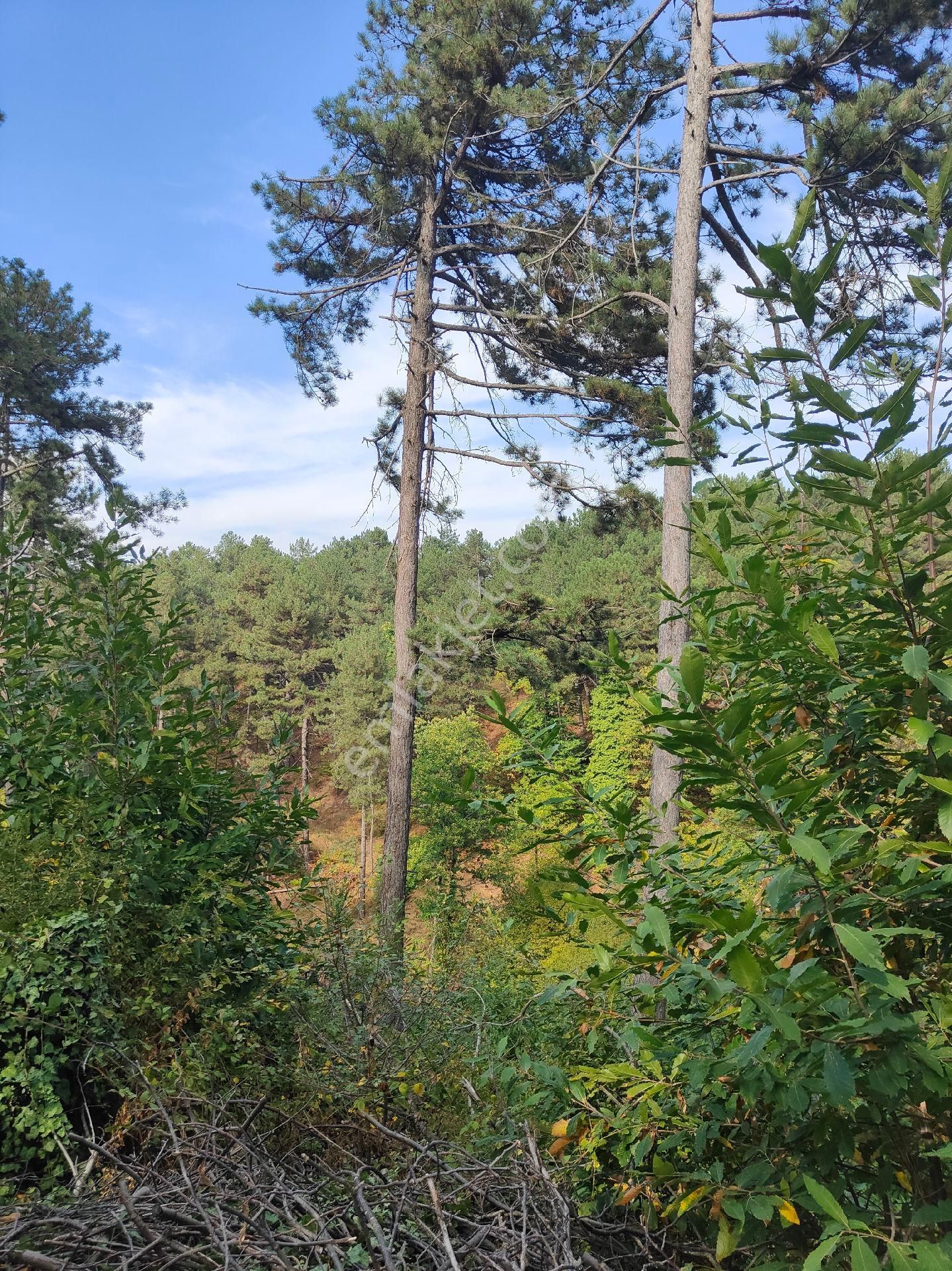 Bayındır Gayrimenkul - Satılık Kiraz Bagcesi - Görsel 15