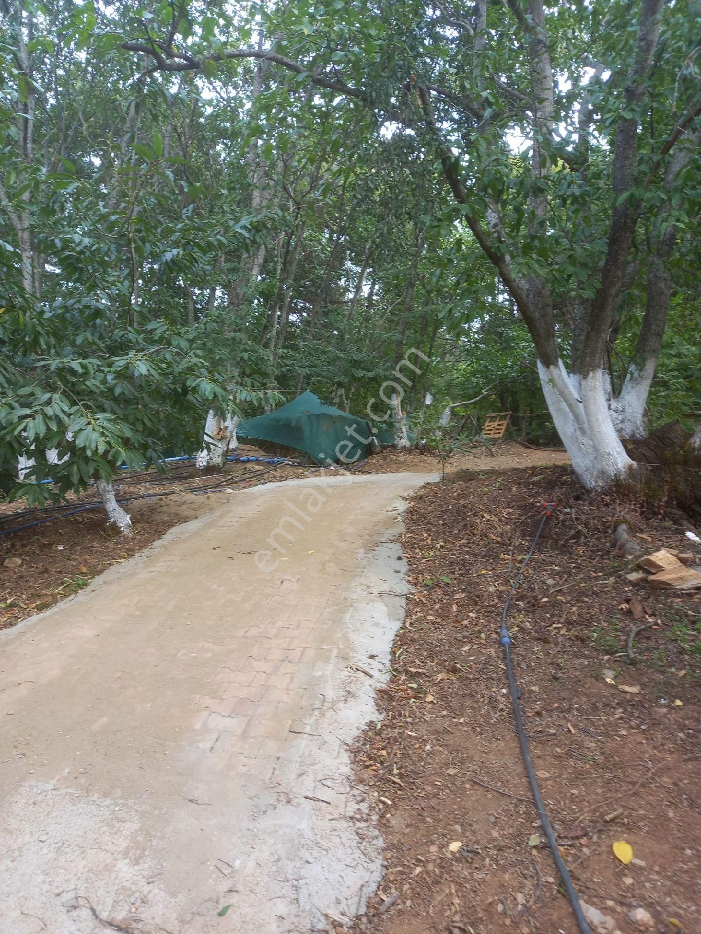 Bayındır Gayrimenkul - Satılık Kiraz Bagcesi - Görsel 32