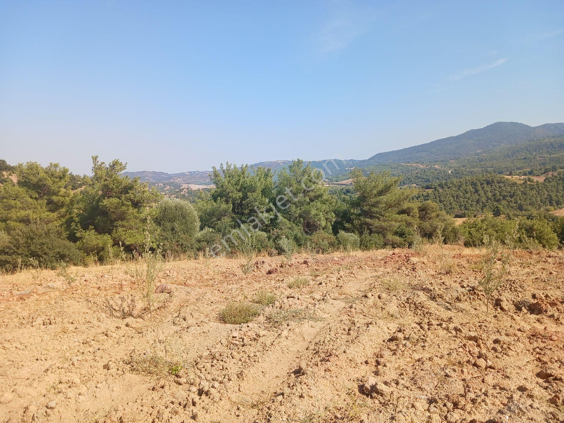 Manisa Ahmetli Alahıdır Mah.7777m² Zeytinlik Satılık - Görsel 4