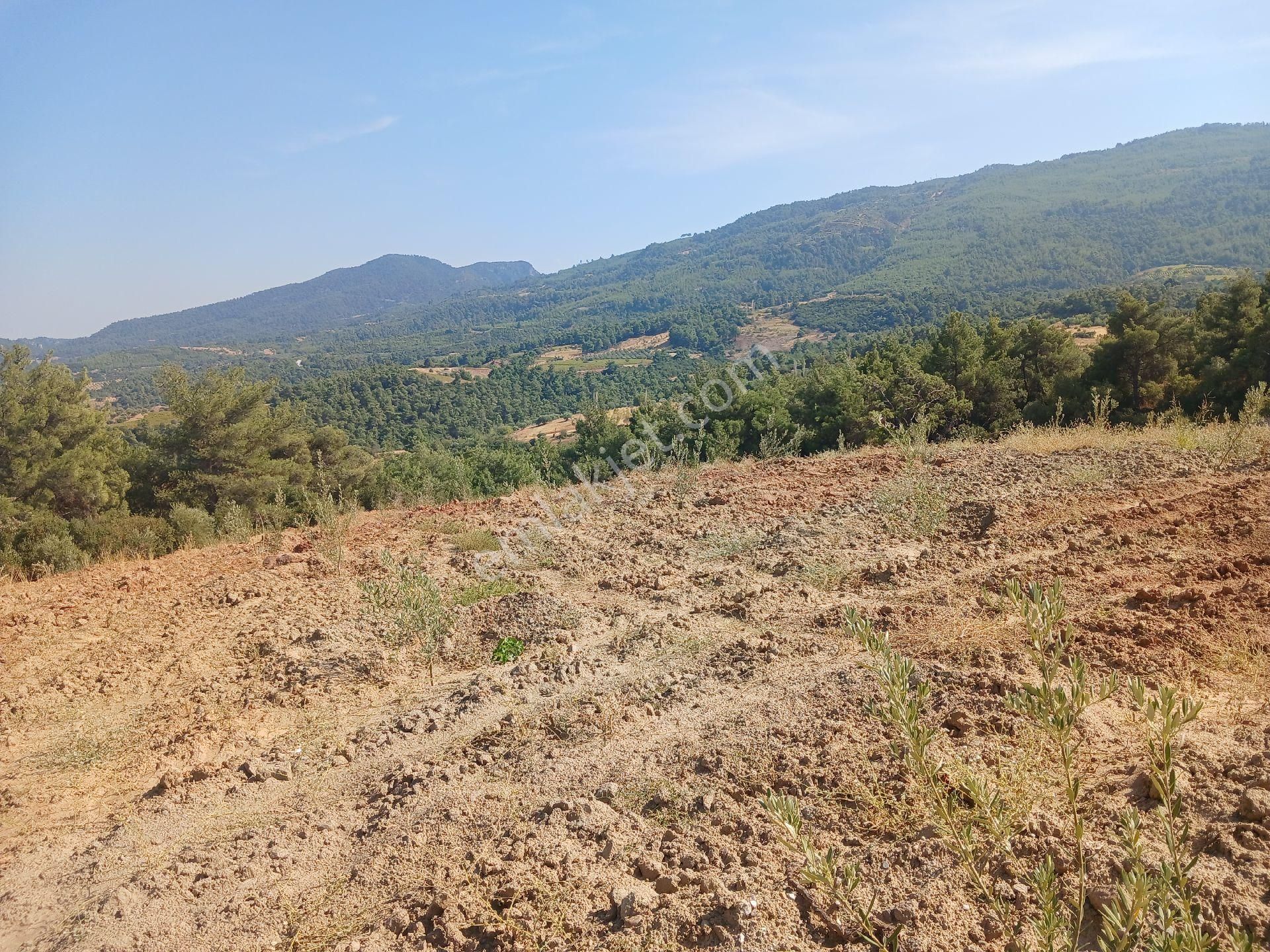 Manisa Ahmetli Alahıdır Mah.7777m² Zeytinlik Satılık - Görsel 2