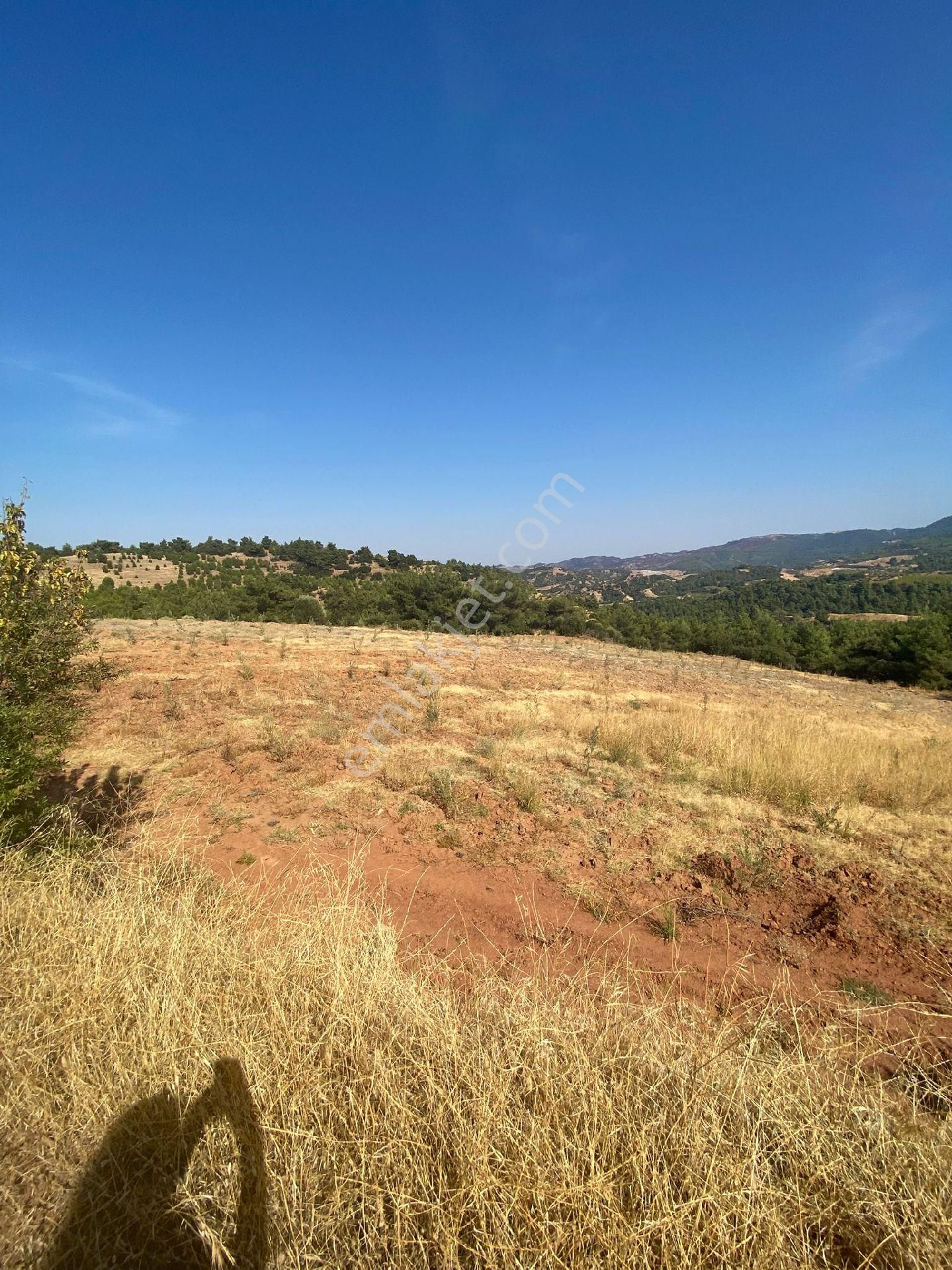Manisa Ahmetli Alahıdır Mah.7777m² Zeytinlik Satılık - Görsel 21