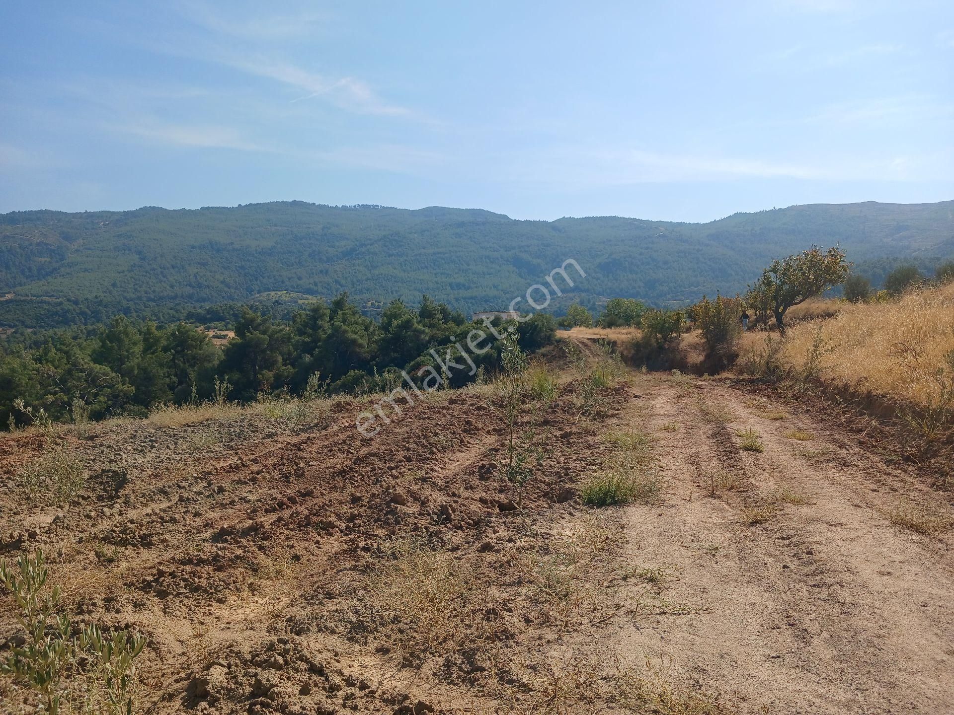 Manisa Ahmetli Alahıdır Mah.7777m² Zeytinlik Satılık - Görsel 3