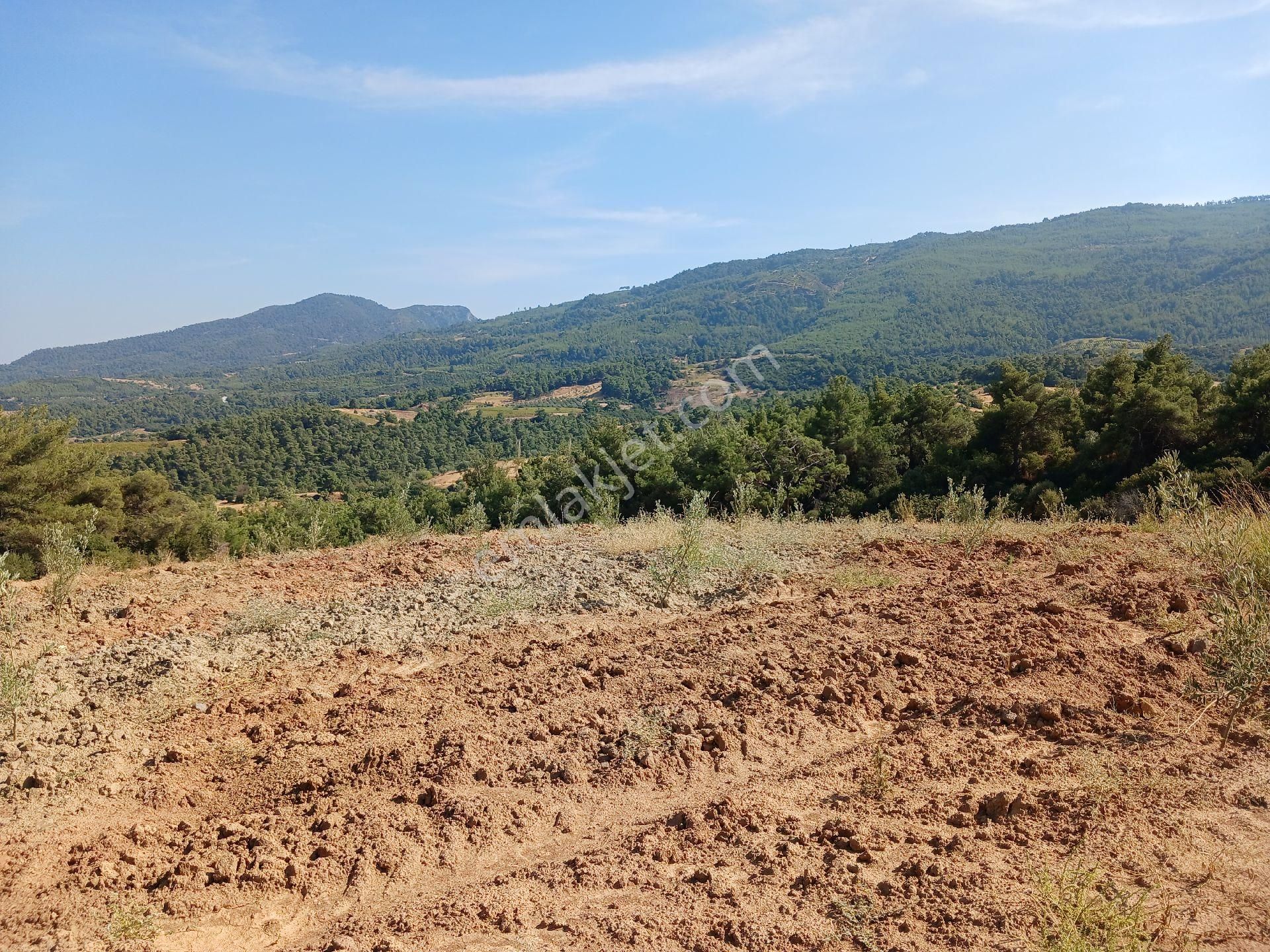 Manisa Ahmetli Alahıdır Mah.7777m² Zeytinlik Satılık - Görsel 16