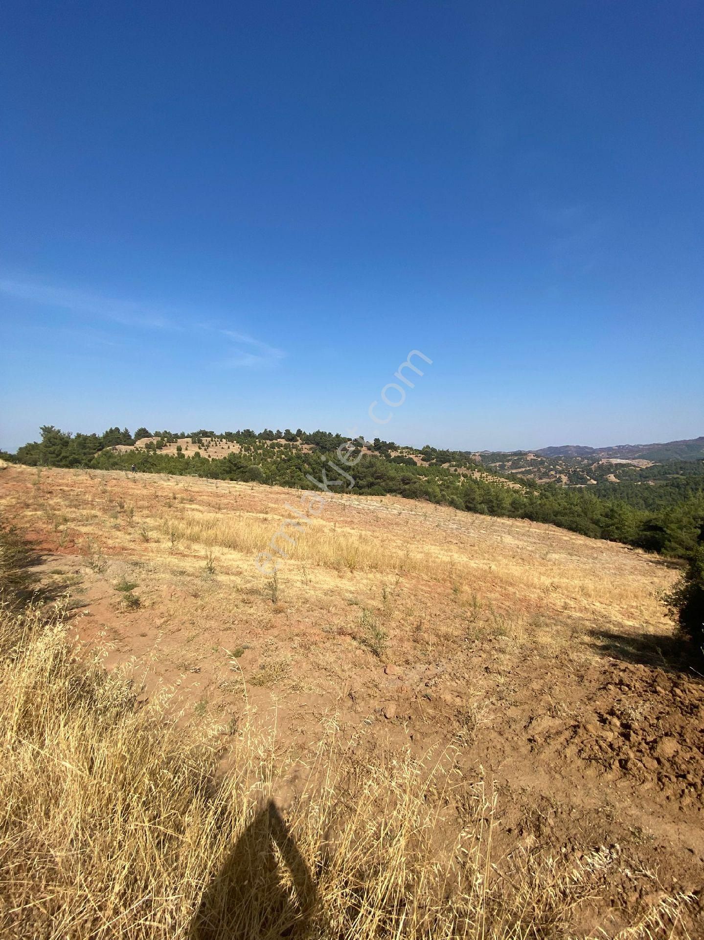 Manisa Ahmetli Alahıdır Mah.7777m² Zeytinlik Satılık - Görsel 20