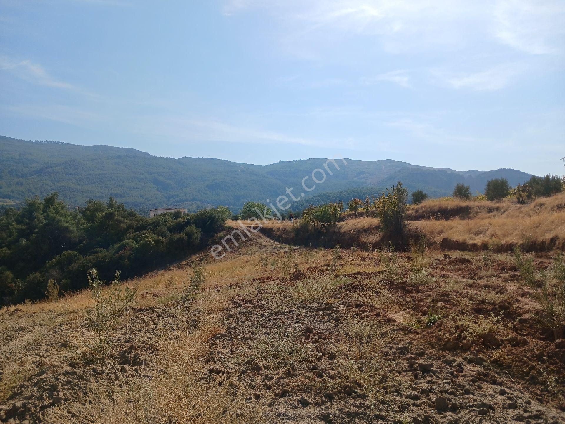 Manisa Ahmetli Alahıdır Mah.7777m² Zeytinlik Satılık - Görsel 6