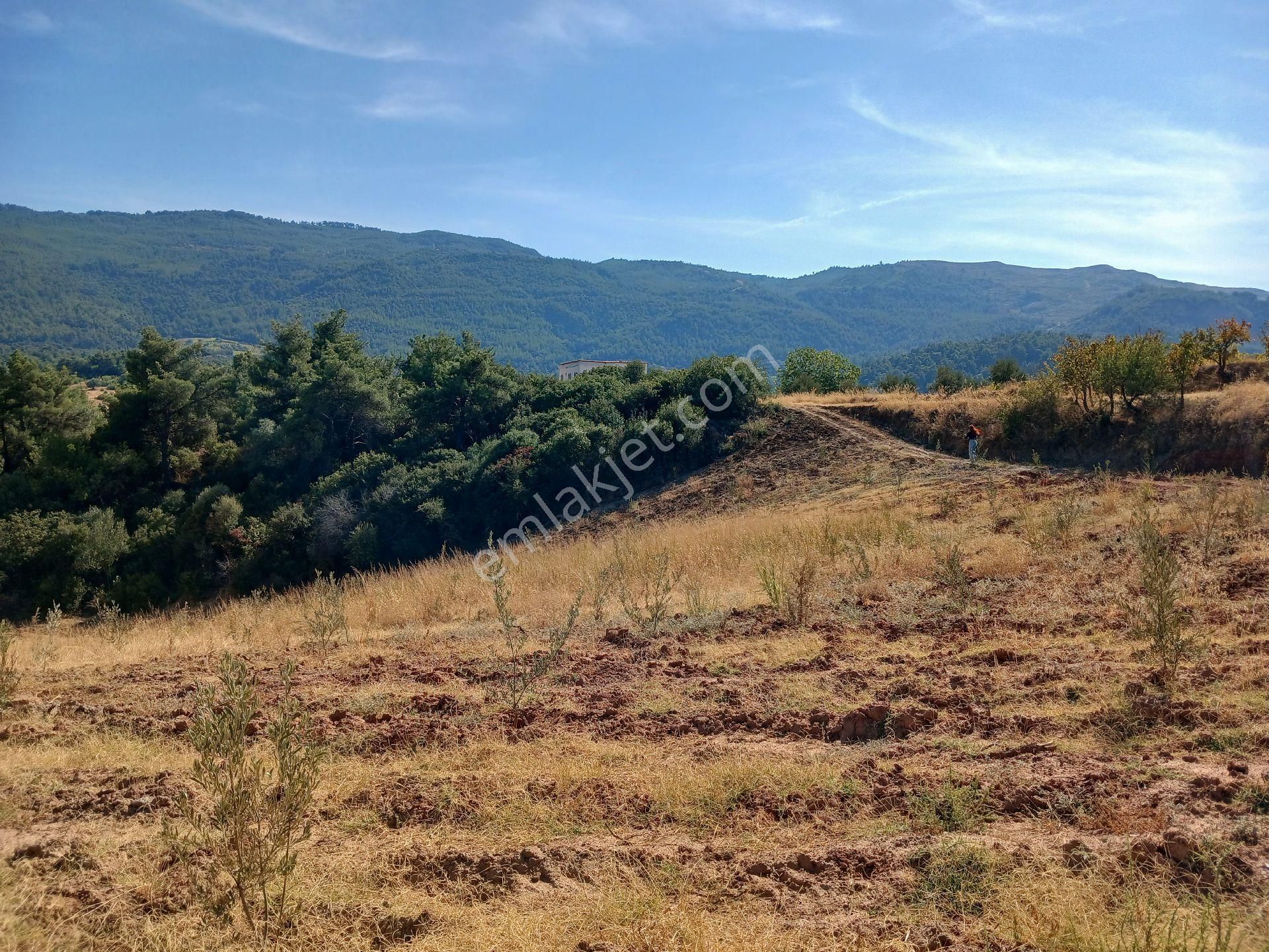 Manisa Ahmetli Alahıdır Mah.7777m² Zeytinlik Satılık - Görsel 14