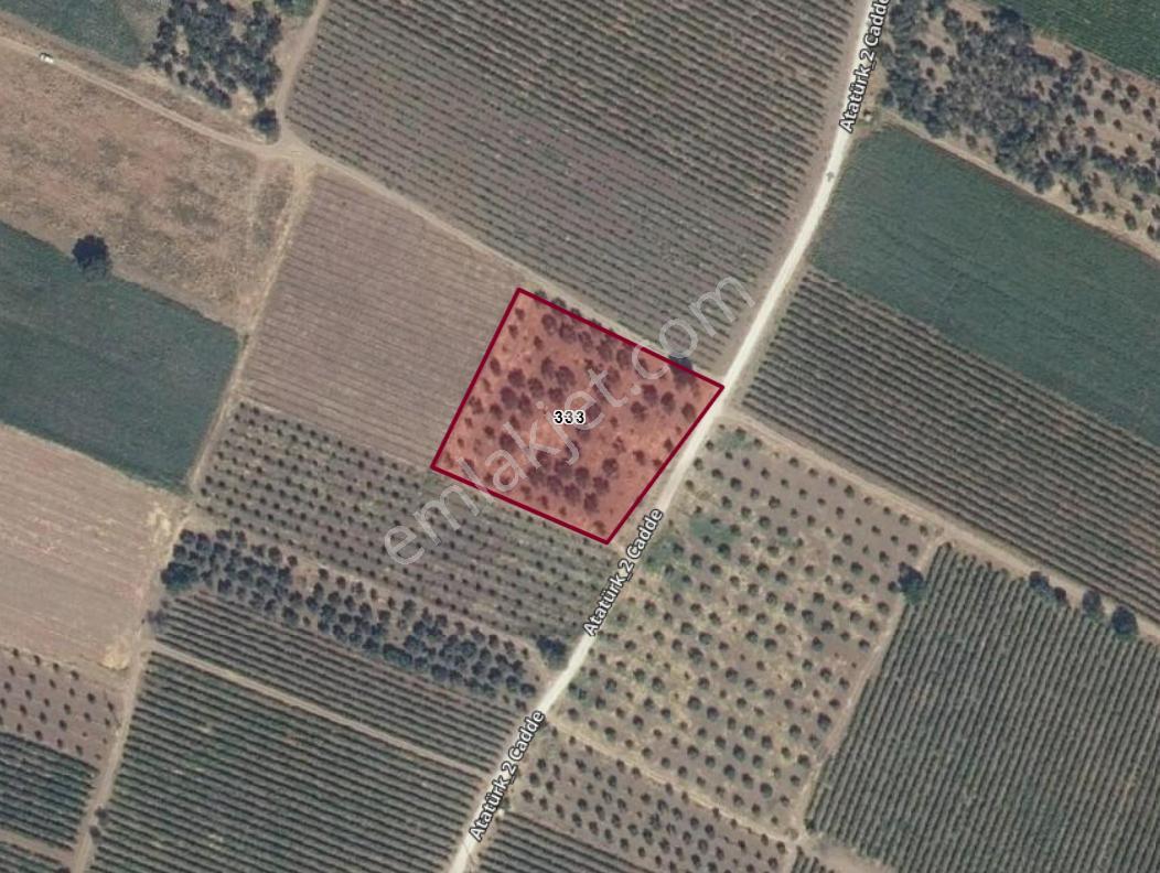 Alibeyli'de Yol Kenarı 4600m2 Satılık Zeytinlik