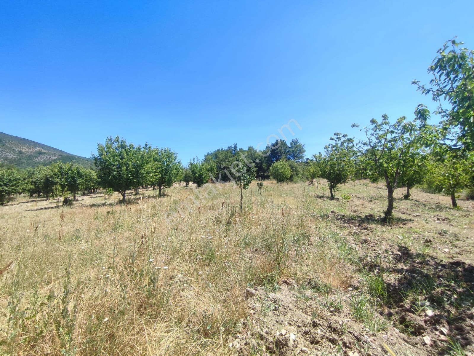 Bursa Keles Denizler De Satılık Bahçe - Görsel 11