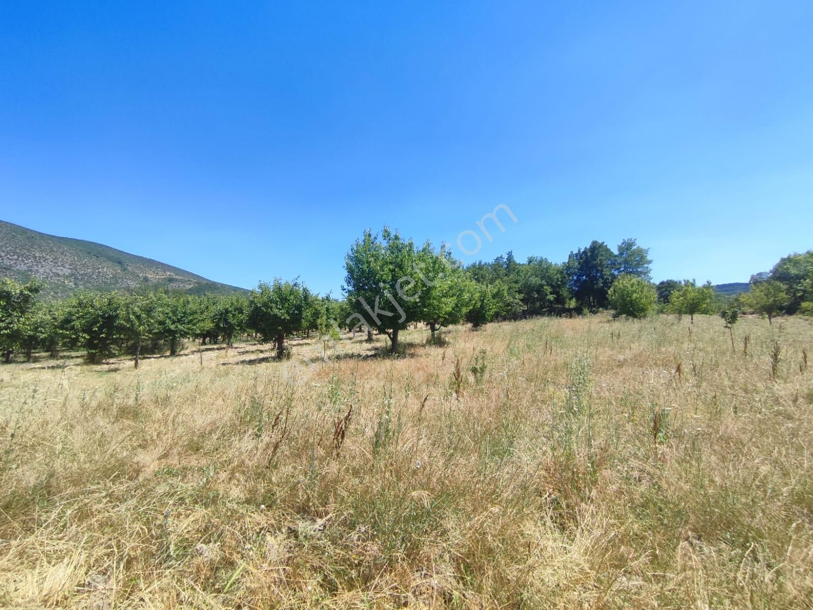 Bursa Keles Denizler De Satılık Bahçe - Görsel 6