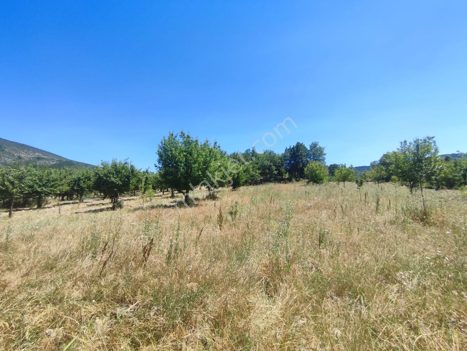 Bursa Keles Denizler De Satılık Bahçe - Görsel 5