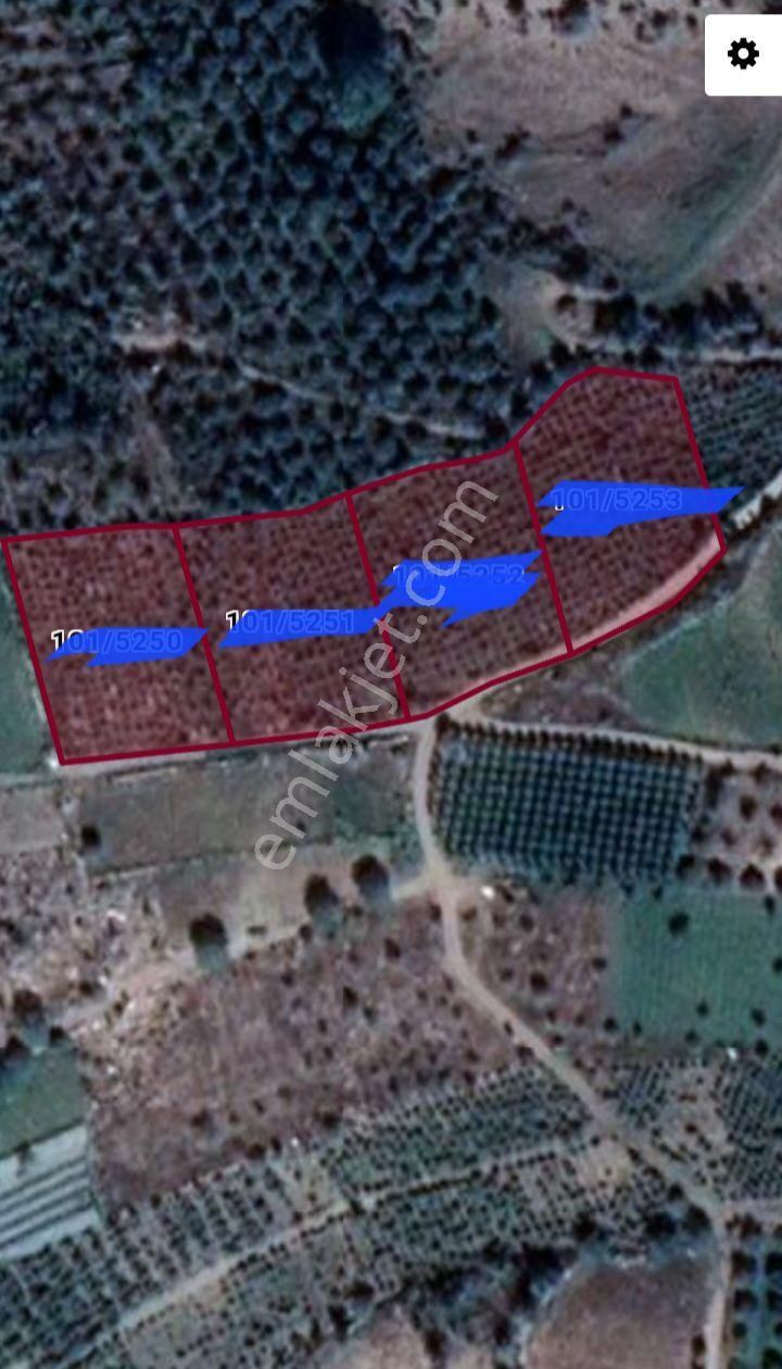 Mersin Erdemli Sorgun Merkezde Acil Satılık Müstakil Tapulu 4 Parsel Toplam 8659 M.kare Tarla-bahçe - Görsel 2