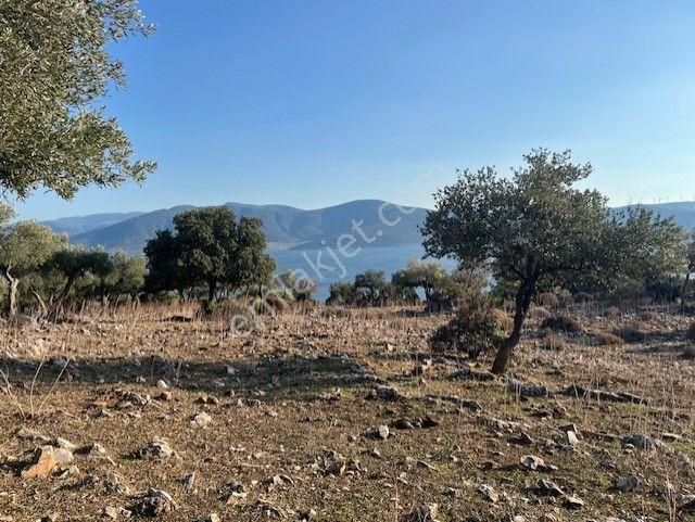 Müstakil Parselde, 600 Ağaçlı, Yıllık 1.500 Kg Yağ Veren Zeytinlik – Ulaşımı Kolay