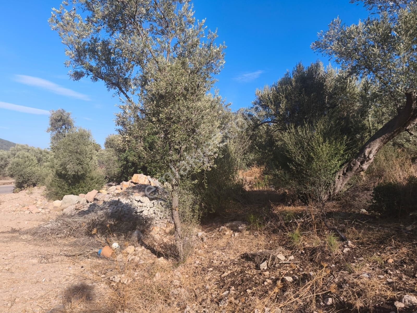 Gölköy Anayola Sıfır Kiralık Zeytinli Arsa - Görsel 5