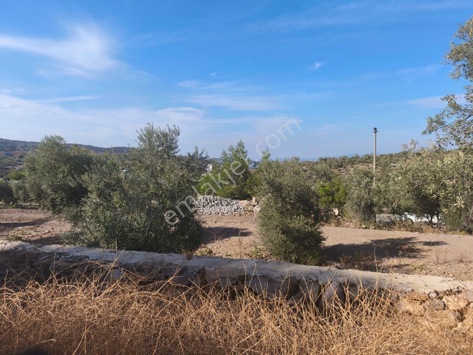 Gölköy Anayola Sıfır Kiralık Zeytinli Arsa - Görsel 6