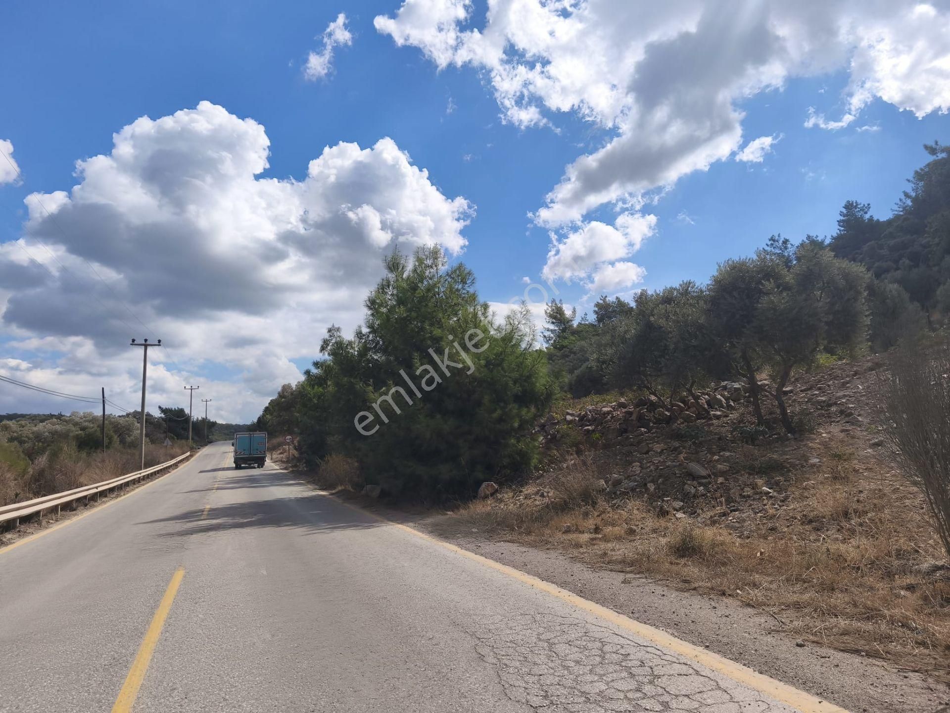 Gölköy Anayola Sıfır Kiralık Zeytinli Arsa