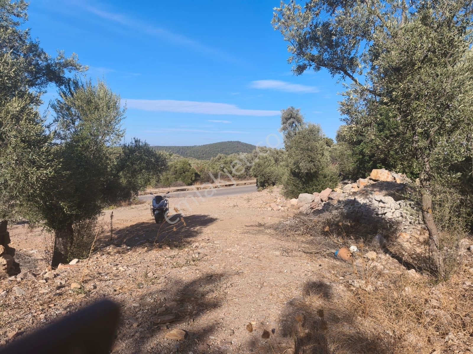 Gölköy Anayola Sıfır Kiralık Zeytinli Arsa - Görsel 4