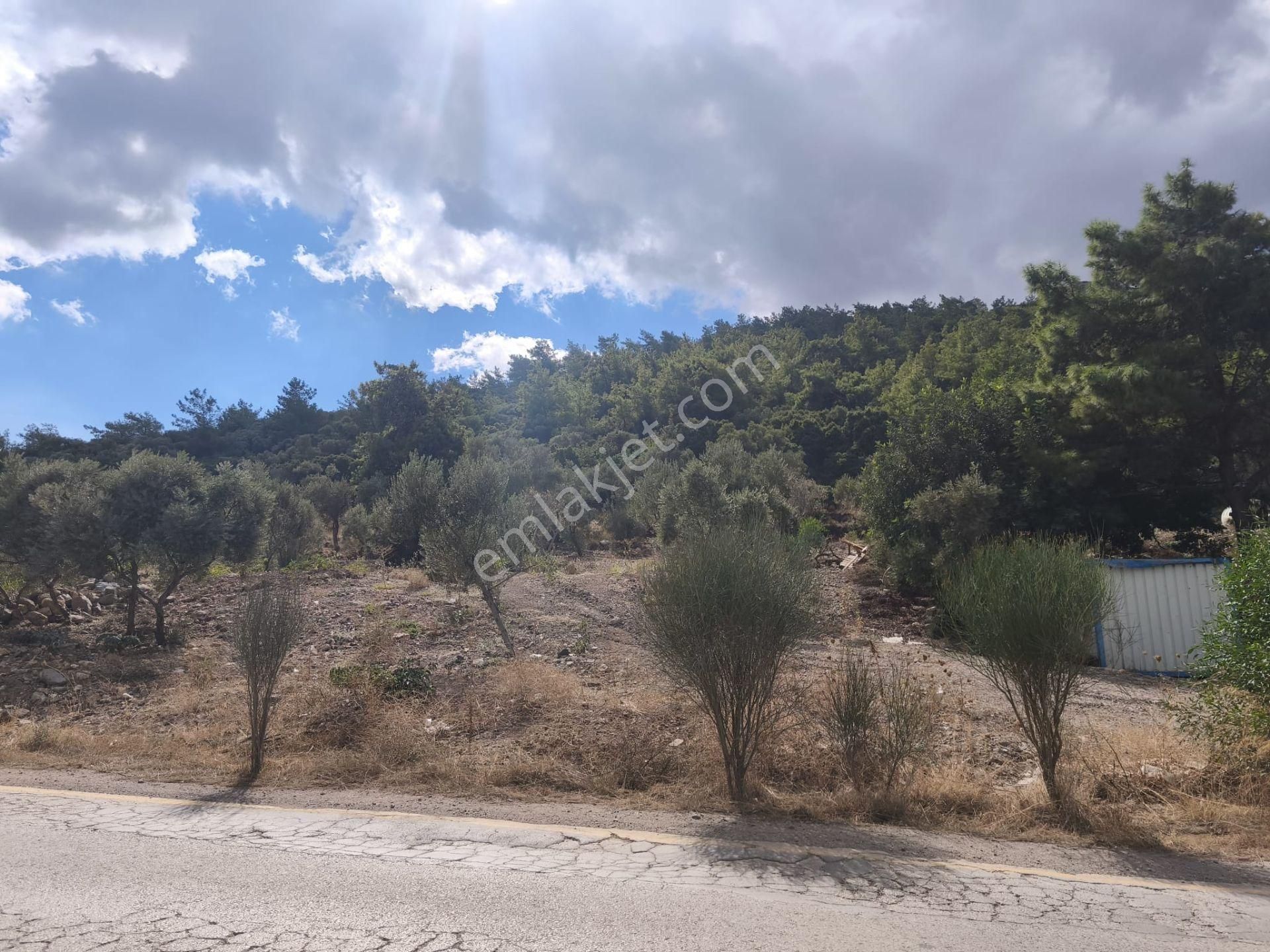 Gölköy Anayola Sıfır Kiralık Zeytinli Arsa - Görsel 7