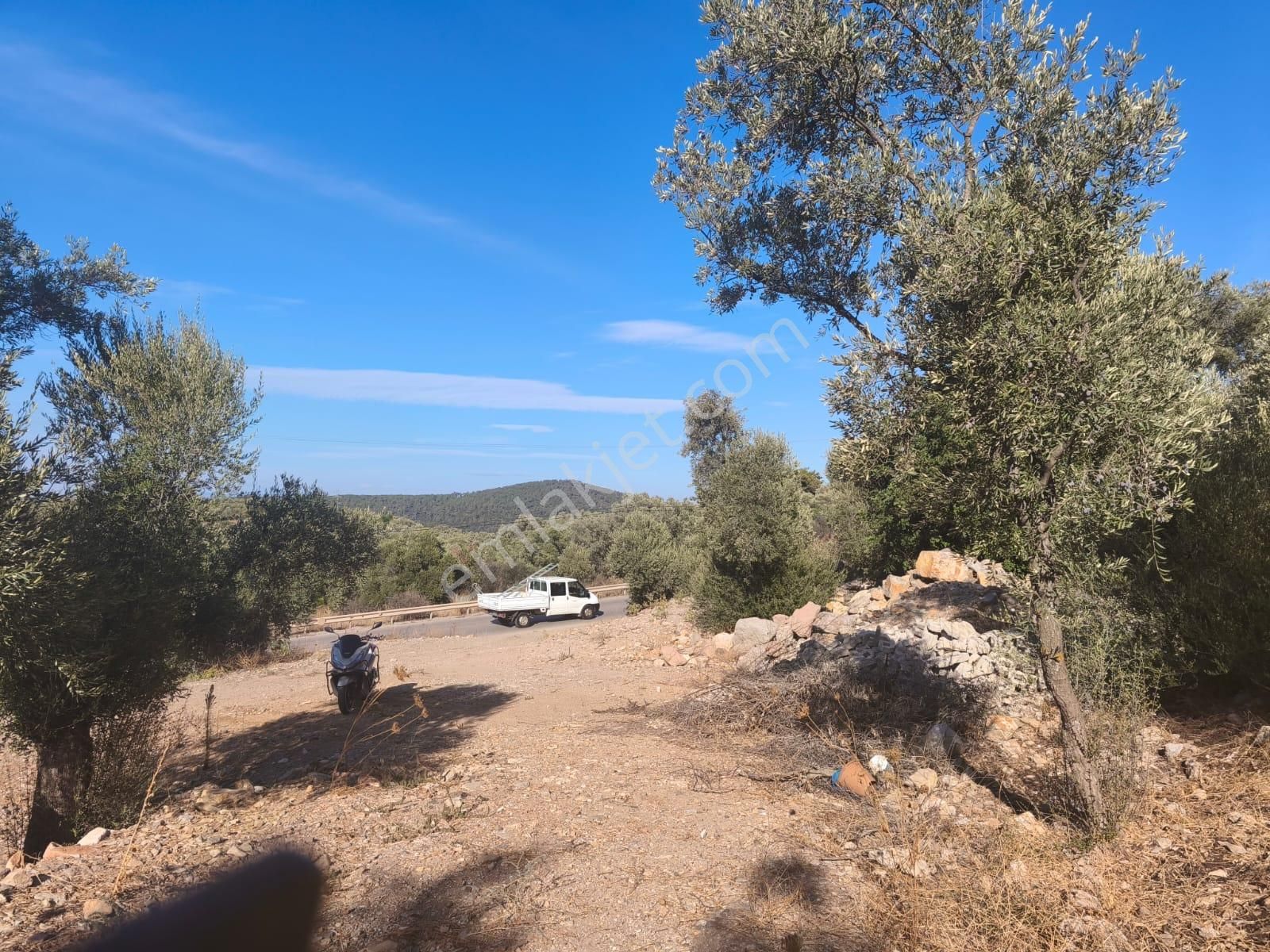 Gölköy Anayola Sıfır Kiralık Zeytinli Arsa - Görsel 8