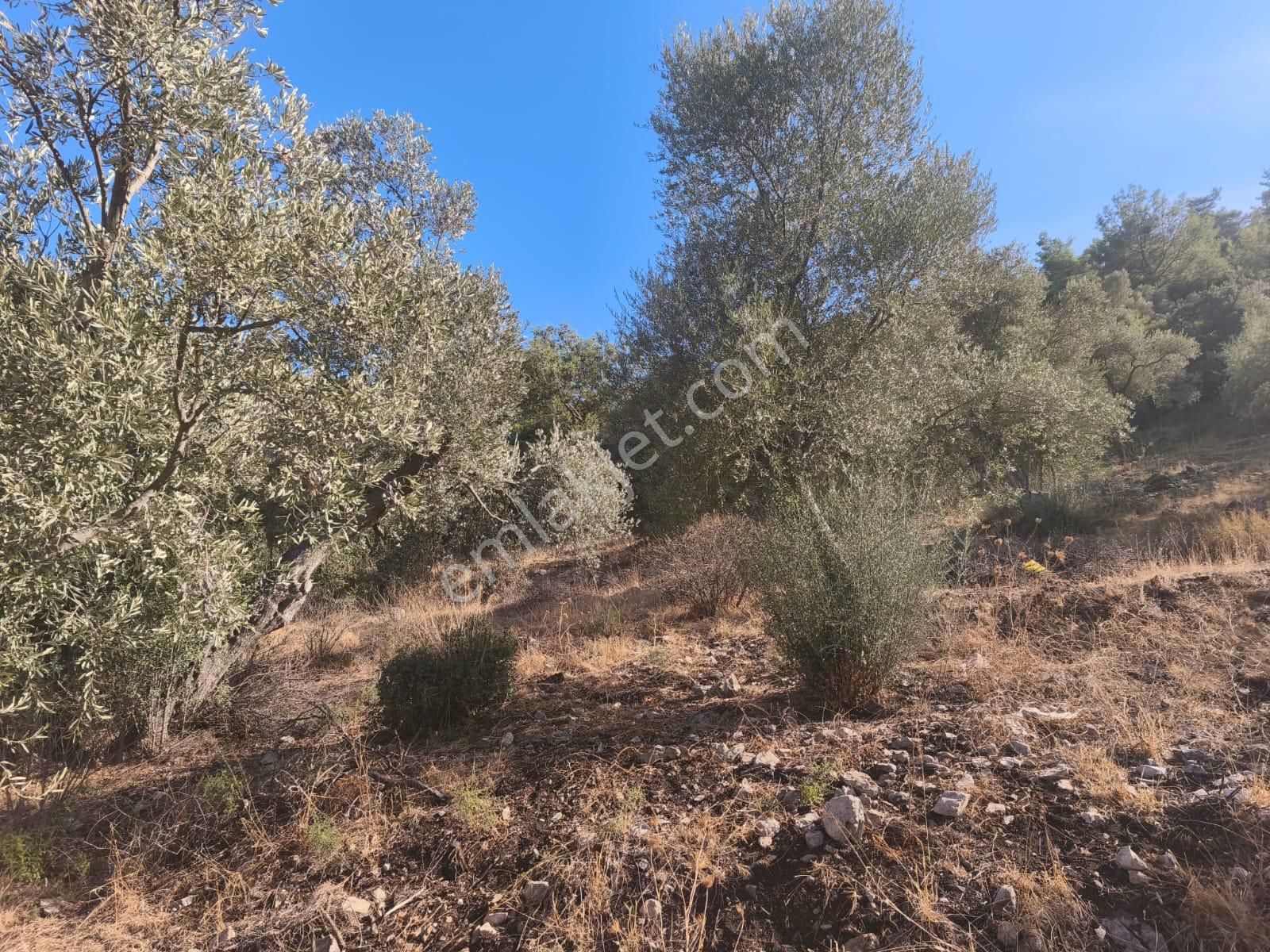 Gölköy Anayola Sıfır Kiralık Zeytinli Arsa - Görsel 9