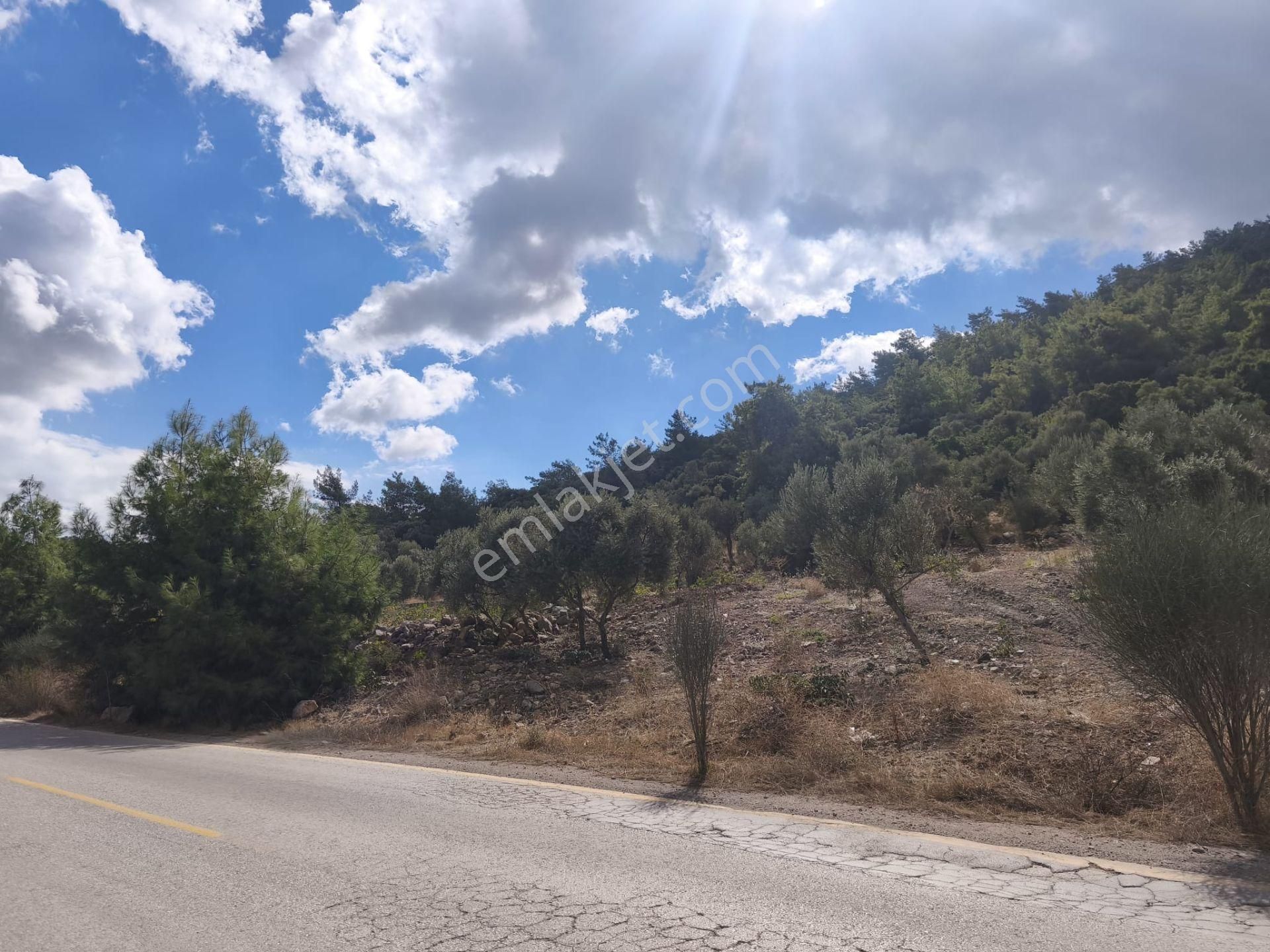 Gölköy Anayola Sıfır Kiralık Zeytinli Arsa - Görsel 3