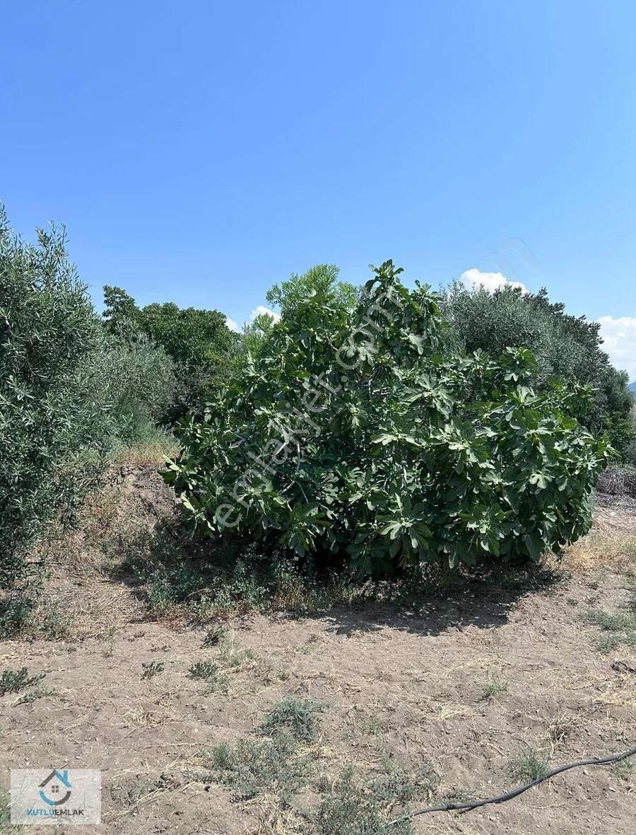 Yalınkuyu'da Satılık Bahçe - Görsel 5