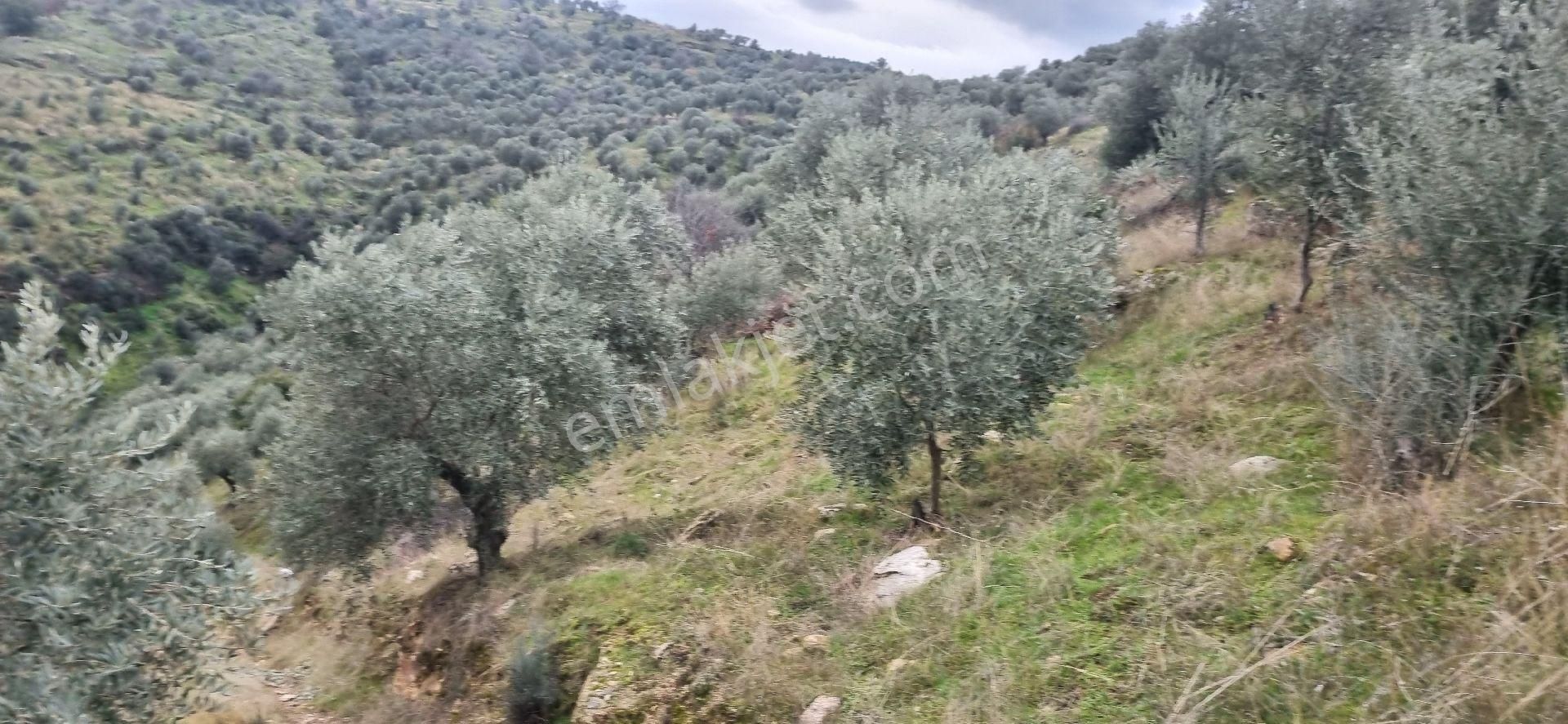 Aydın Nazilli Yöntem Emlaktan Yenipazar Donduran Mahallesinde Satılık Zeytinlik - Görsel 31