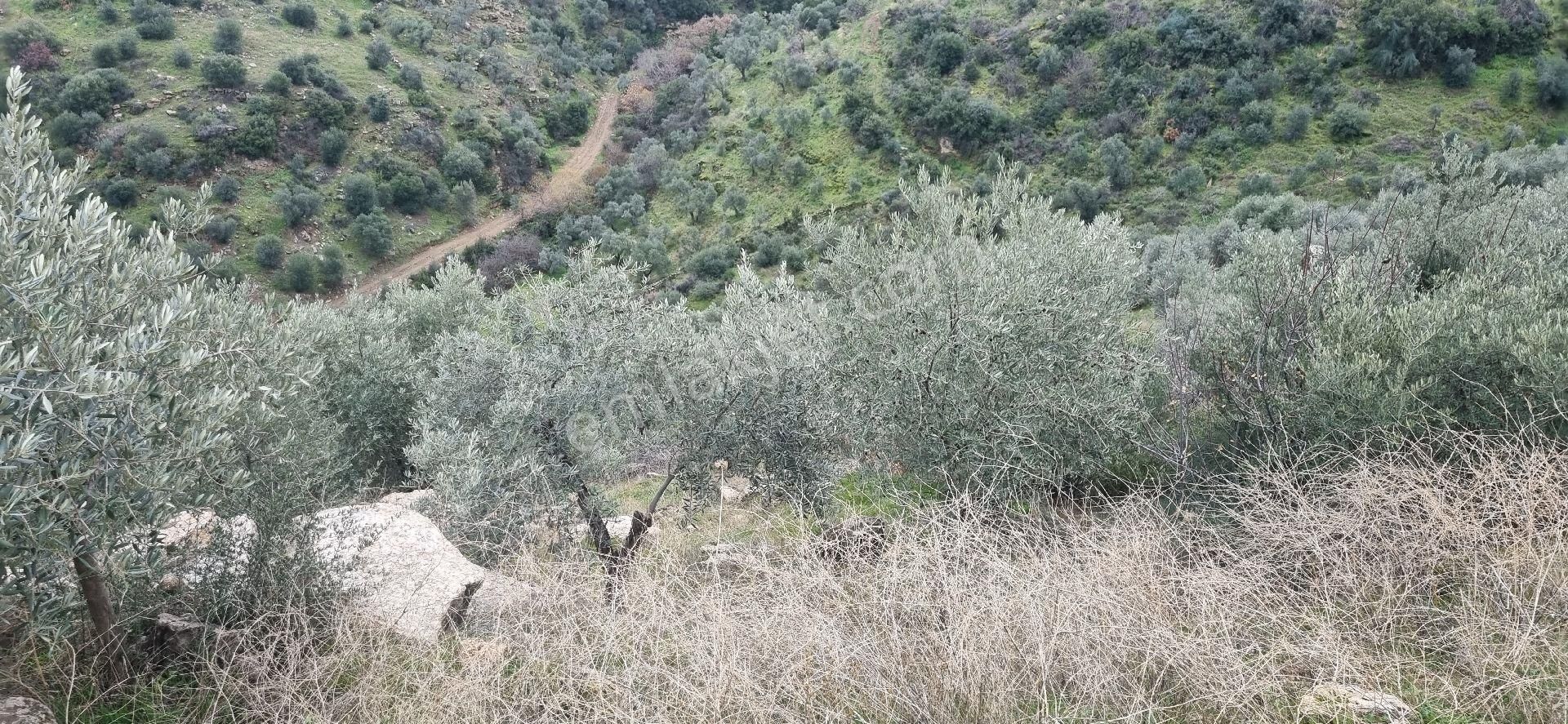 Aydın Nazilli Yöntem Emlaktan Yenipazar Donduran Mahallesinde Satılık Zeytinlik - Görsel 30
