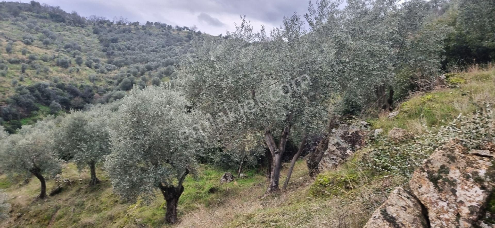 Aydın Nazilli Yöntem Emlaktan Yenipazar Donduran Mahallesinde Satılık Zeytinlik - Görsel 14