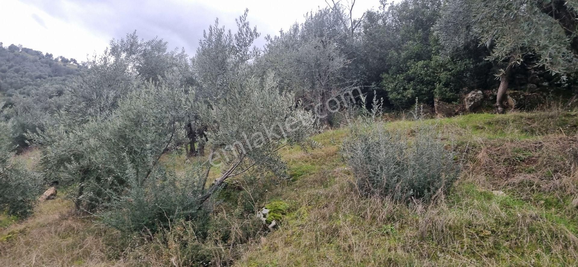 Aydın Nazilli Yöntem Emlaktan Yenipazar Donduran Mahallesinde Satılık Zeytinlik - Görsel 17