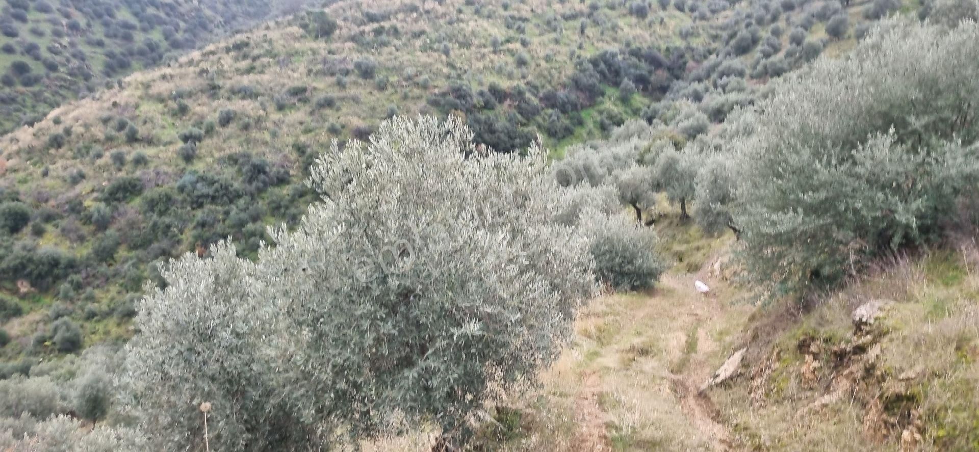 Aydın Nazilli Yöntem Emlaktan Yenipazar Donduran Mahallesinde Satılık Zeytinlik - Görsel 34
