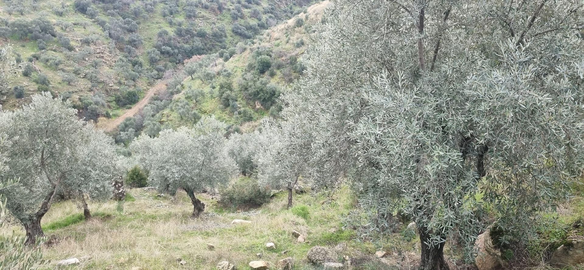 Aydın Nazilli Yöntem Emlaktan Yenipazar Donduran Mahallesinde Satılık Zeytinlik - Görsel 18