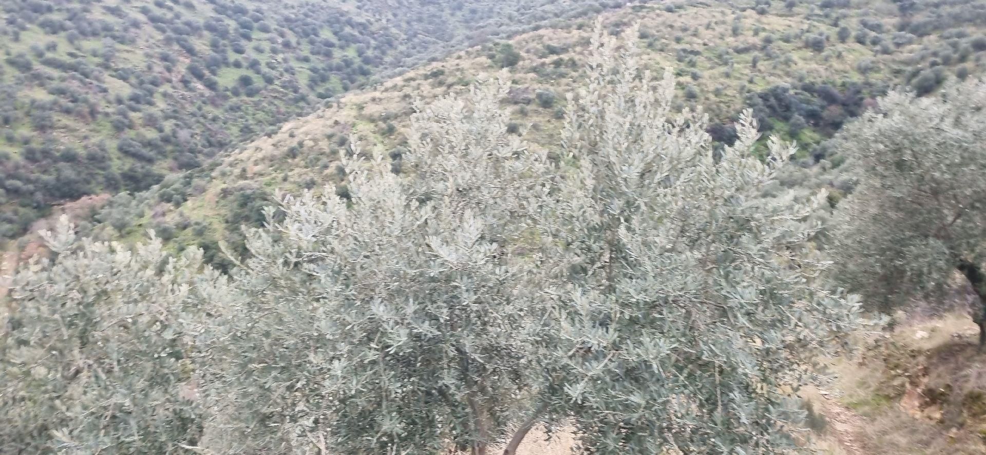 Aydın Nazilli Yöntem Emlaktan Yenipazar Donduran Mahallesinde Satılık Zeytinlik - Görsel 11