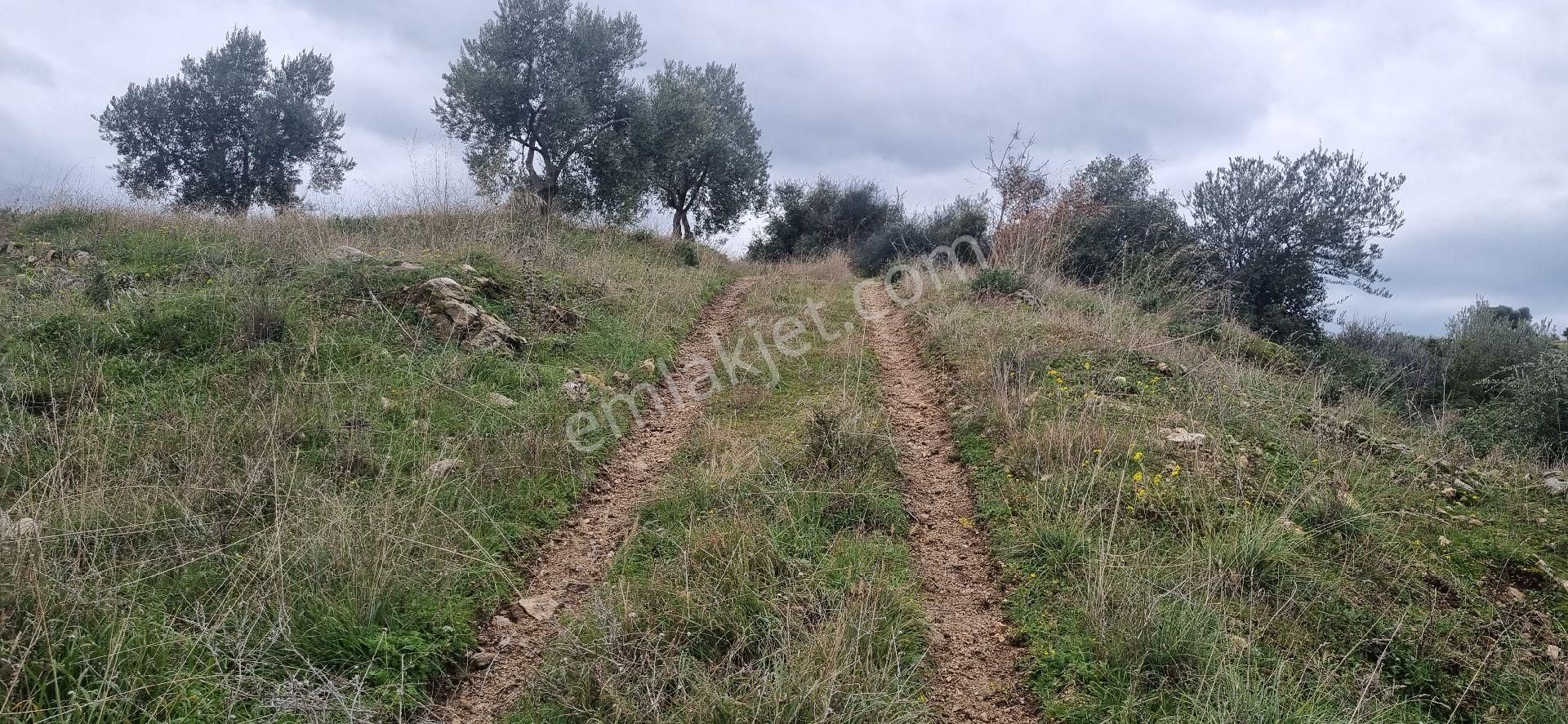 Aydın Nazilli Yöntem Emlaktan Yenipazar Donduran Mahallesinde Satılık Zeytinlik - Görsel 5