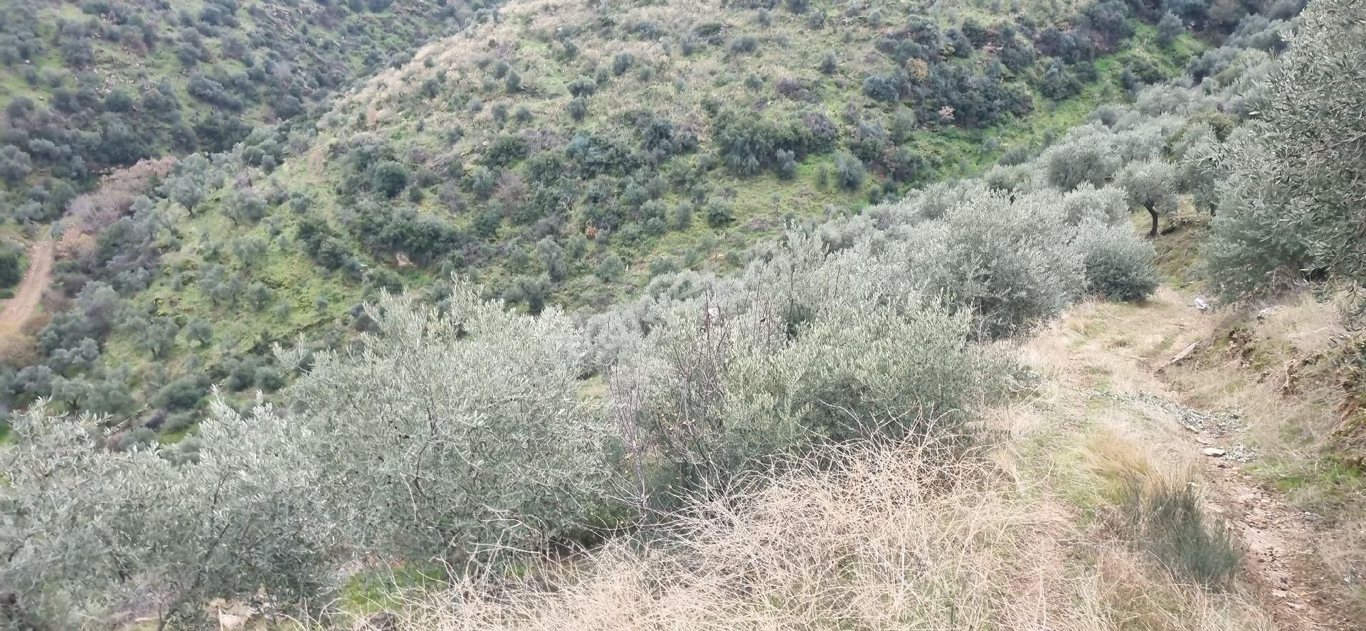 Aydın Nazilli Yöntem Emlaktan Yenipazar Donduran Mahallesinde Satılık Zeytinlik - Görsel 12