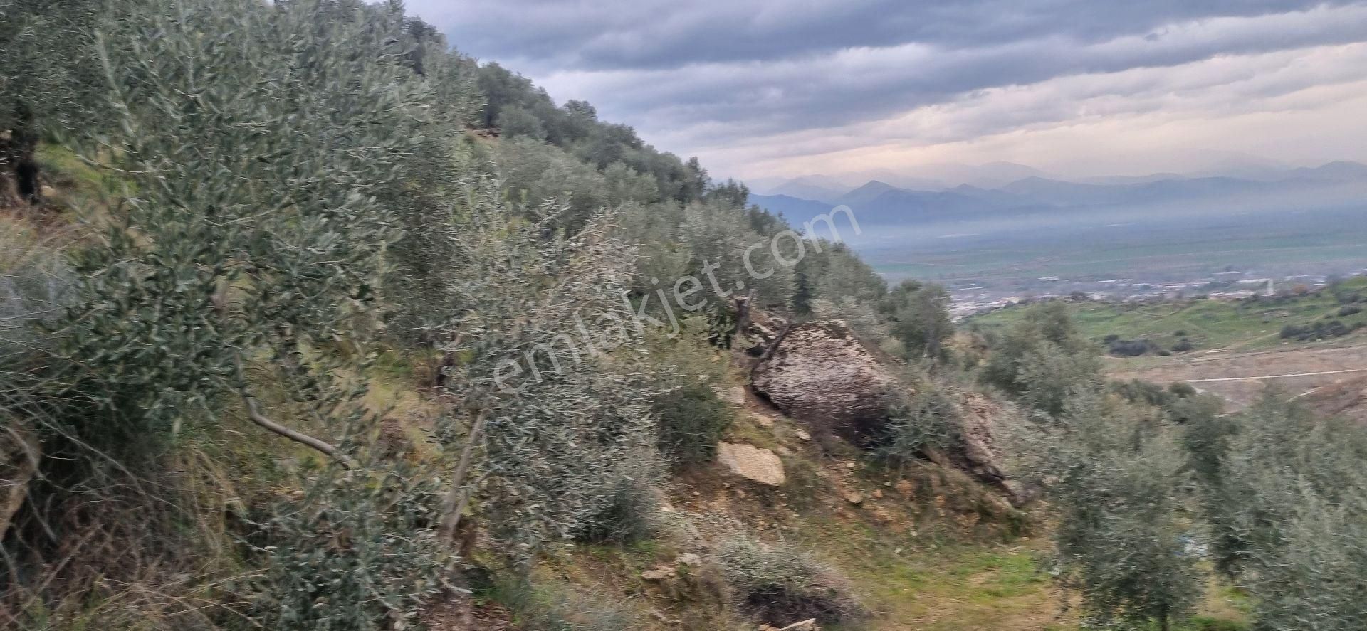 Aydın Nazilli Yöntem Emlaktan Yenipazar Donduran Mahallesinde Satılık Zeytinlik - Görsel 29