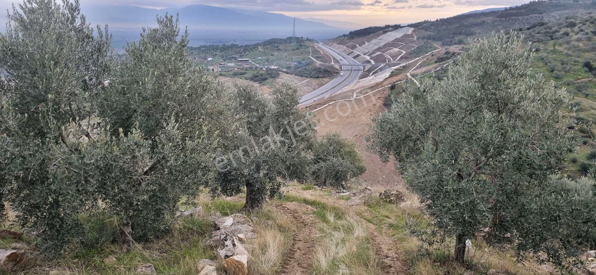 Aydın Nazilli Yöntem Emlaktan Yenipazar Donduran Mahallesinde Satılık Zeytinlik - Görsel 7