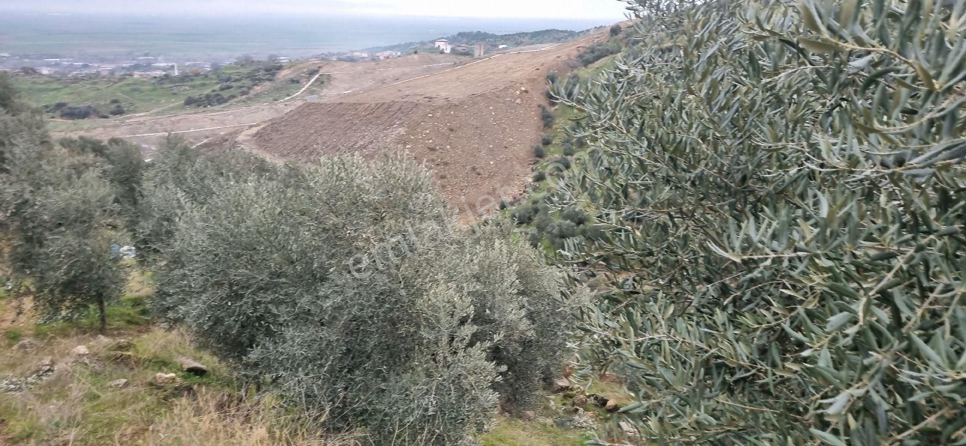 Aydın Nazilli Yöntem Emlaktan Yenipazar Donduran Mahallesinde Satılık Zeytinlik - Görsel 21