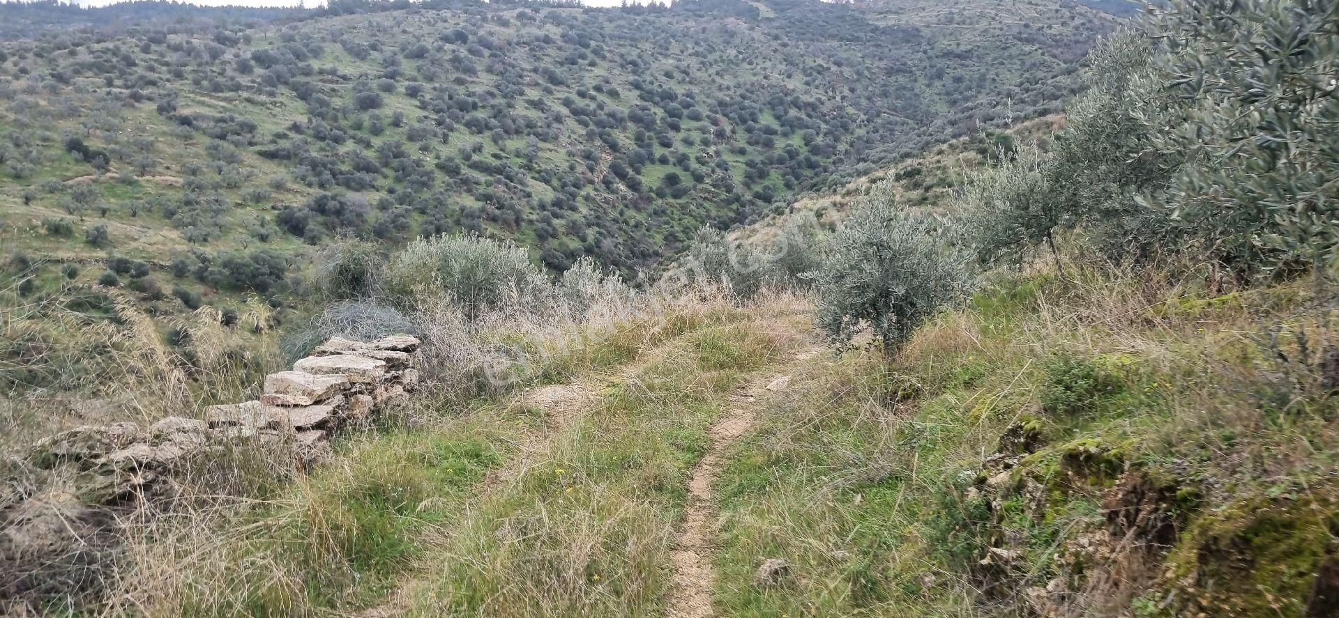 Aydın Nazilli Yöntem Emlaktan Yenipazar Donduran Mahallesinde Satılık Zeytinlik - Görsel 32