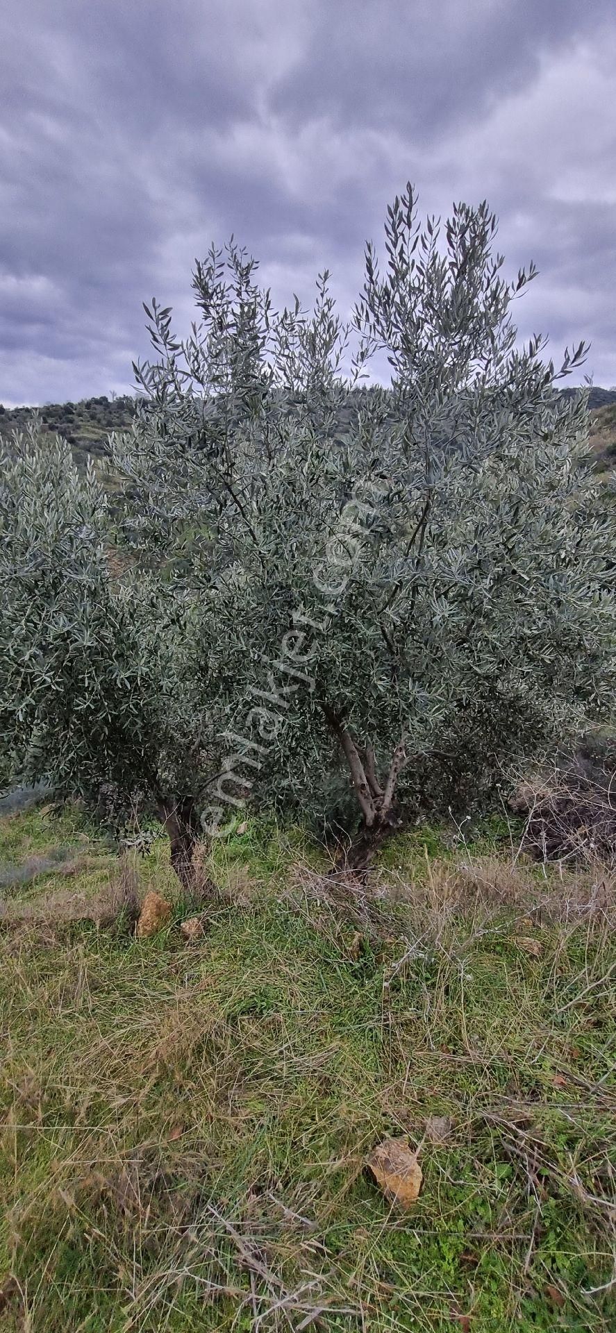 Aydın Nazilli Yöntem Emlaktan Yenipazar Donduran Mahallesinde Satılık Zeytinlik - Görsel 20